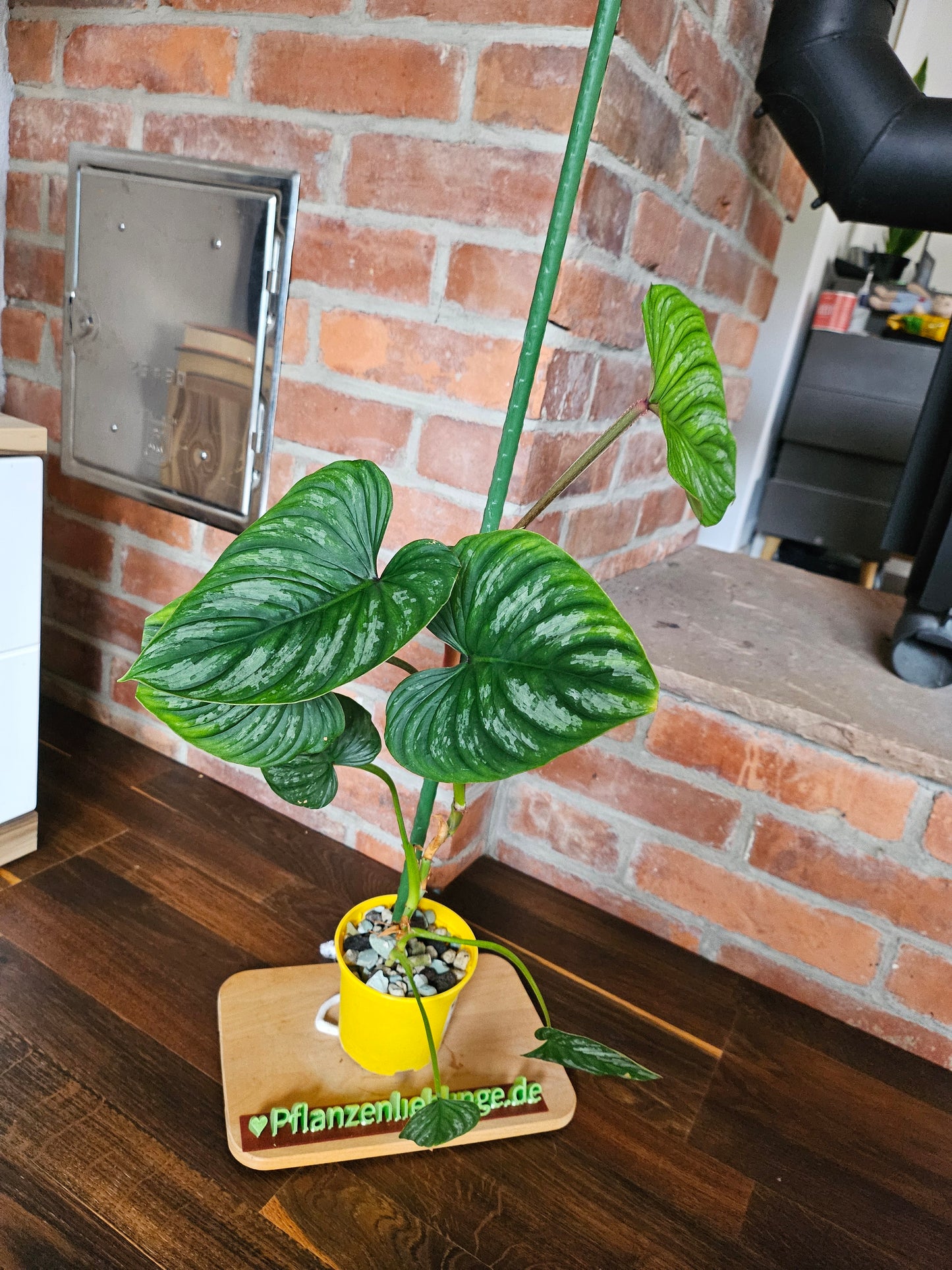 Philodendron Mamei