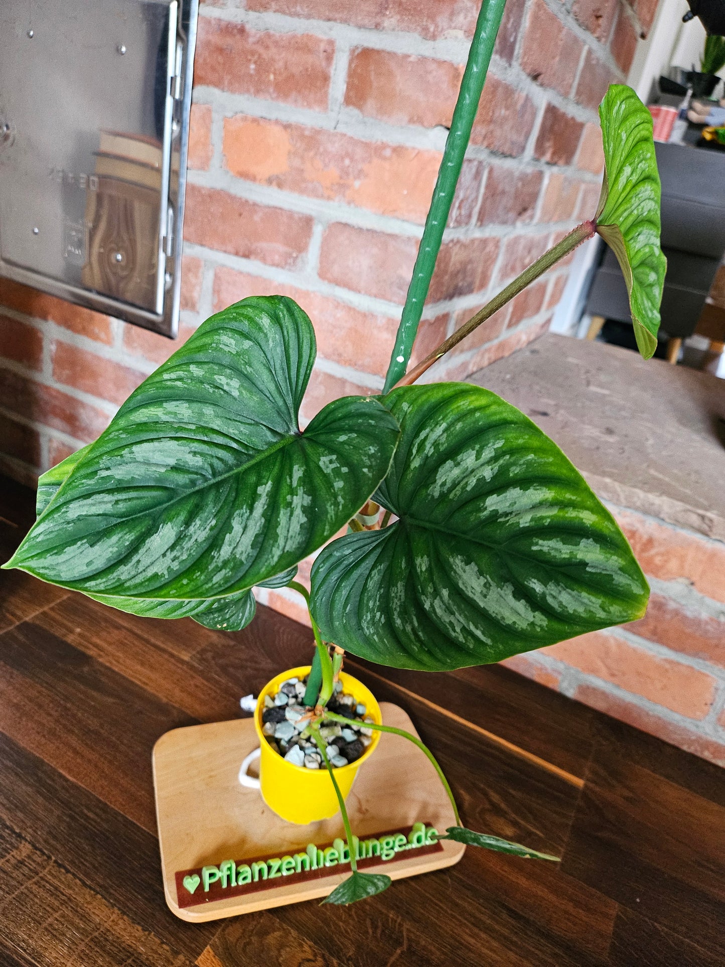 Philodendron Mamei