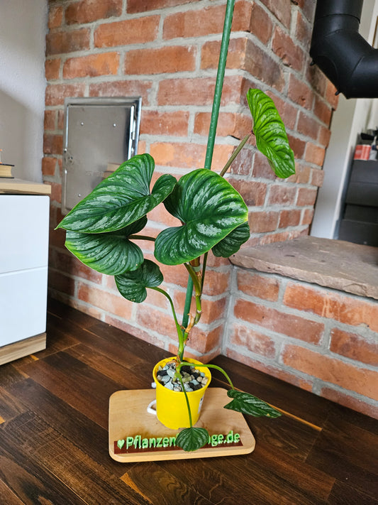 Philodendron Mamei