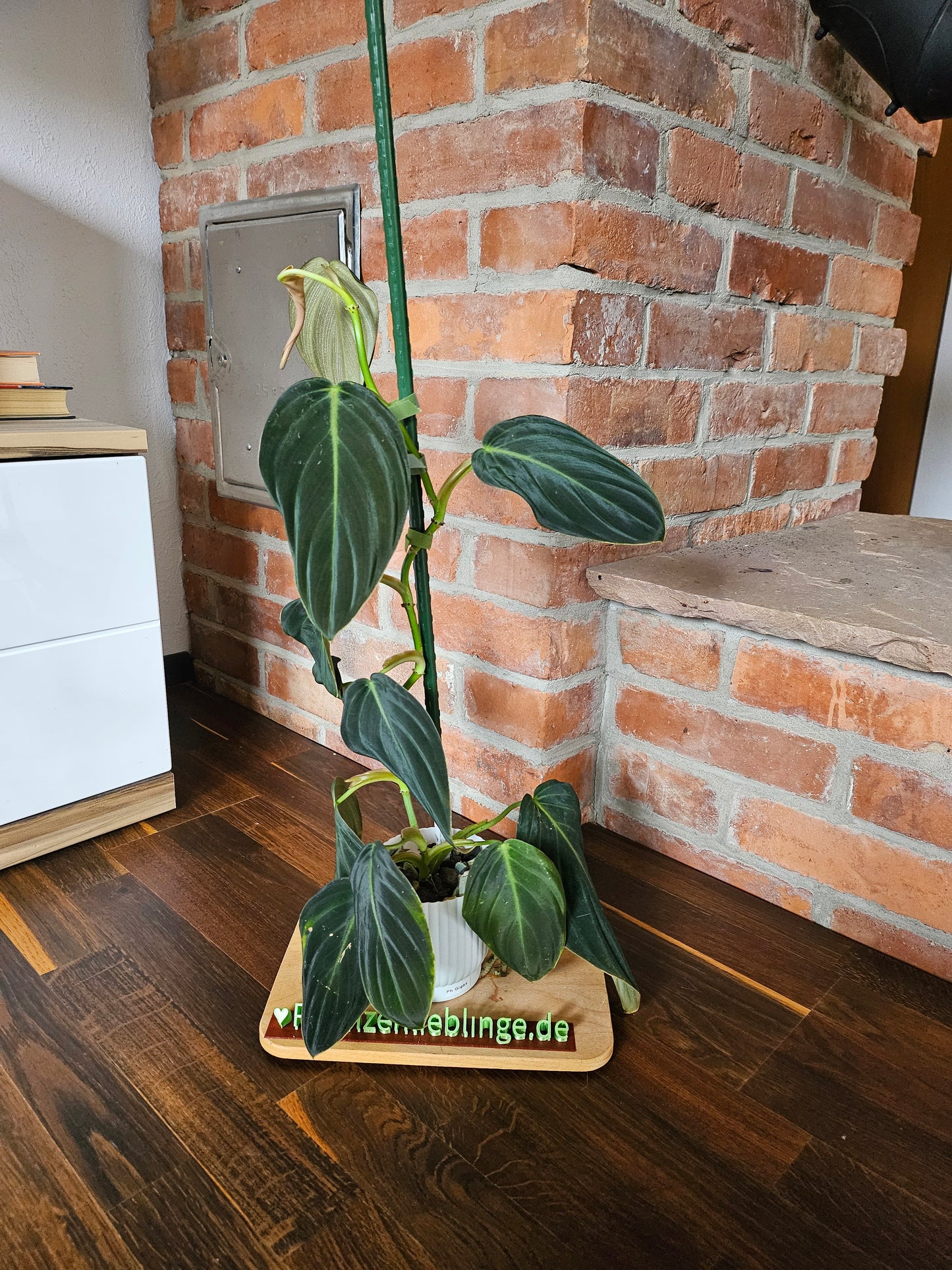Philodendron Gigas