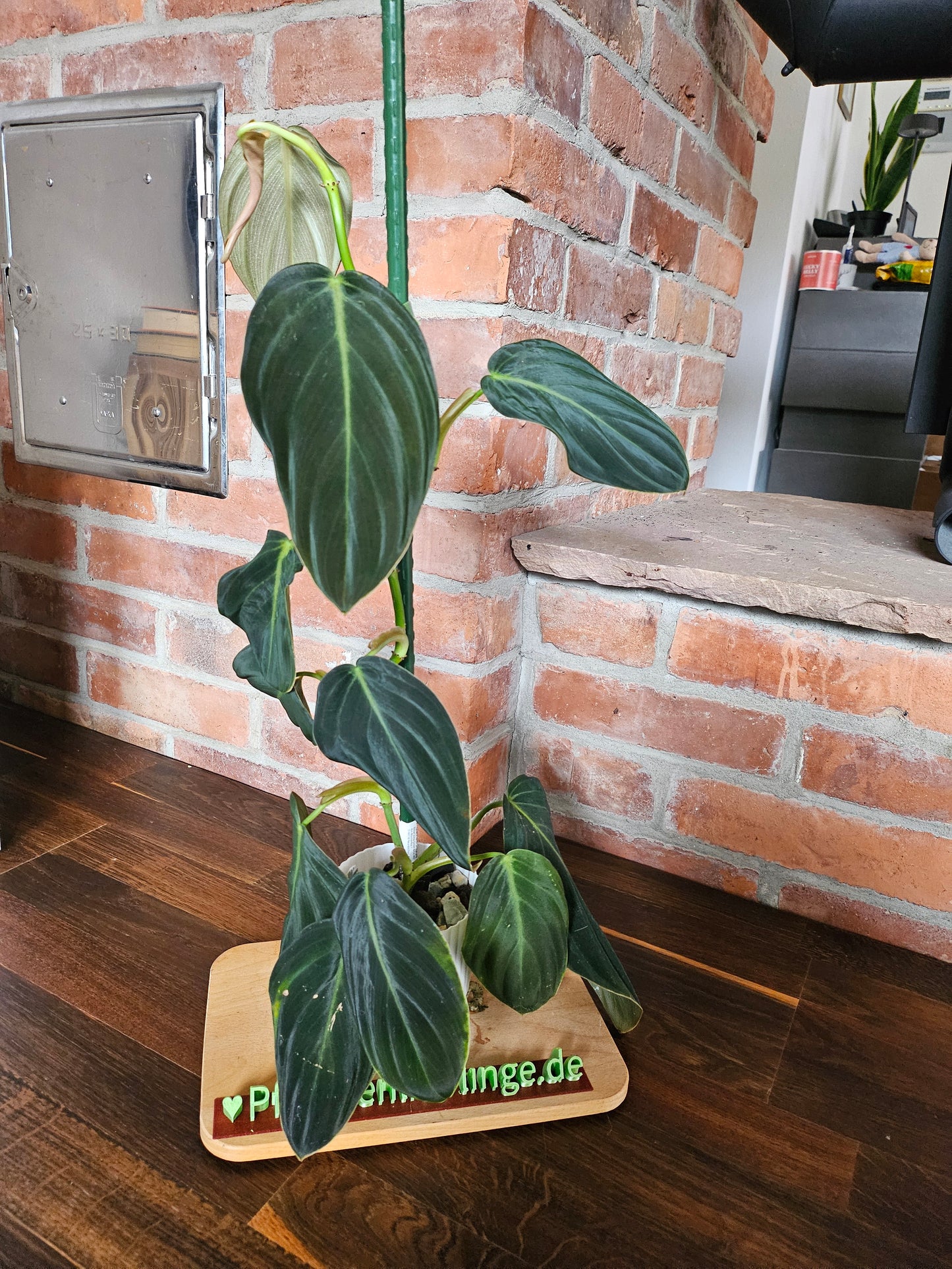 Philodendron Gigas