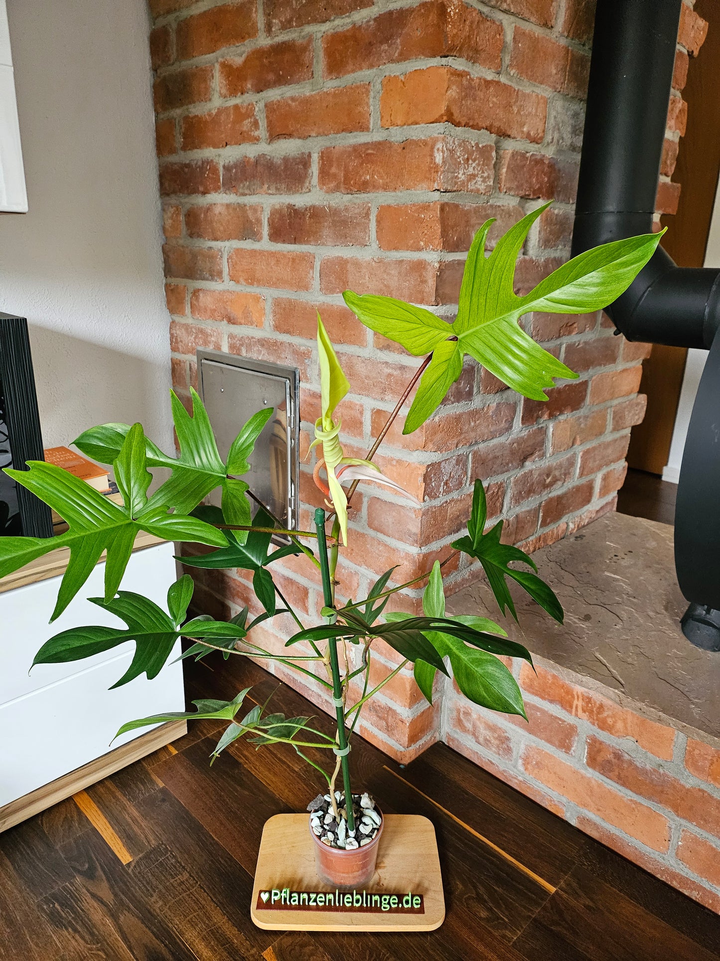 Philodendron Florida Ghost XL