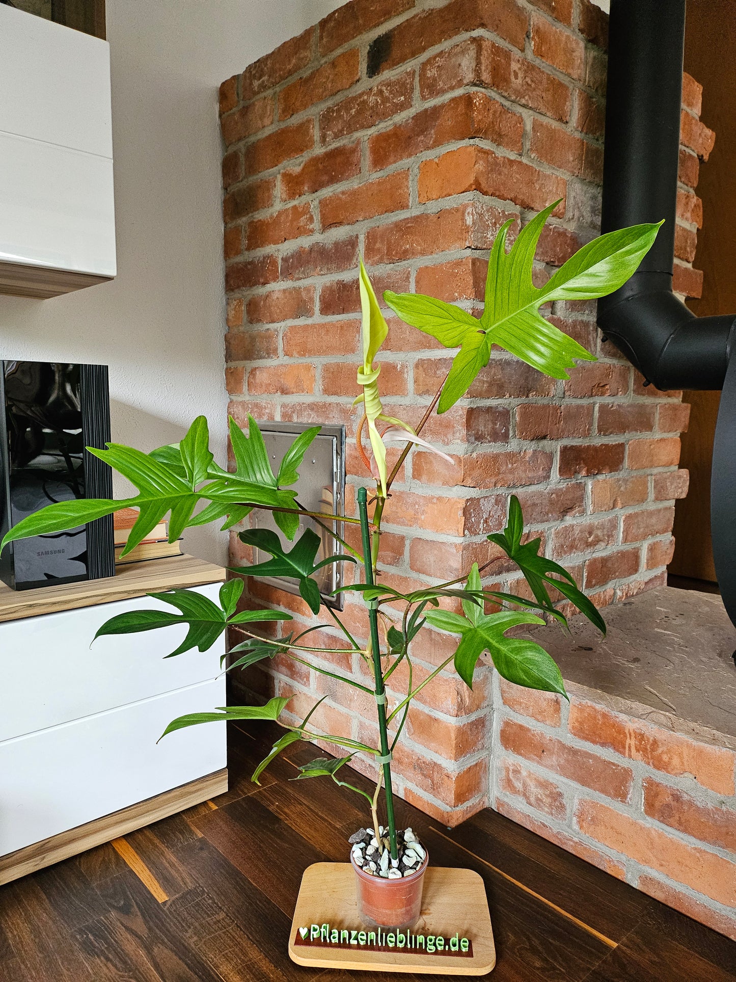 Philodendron Florida Ghost XL