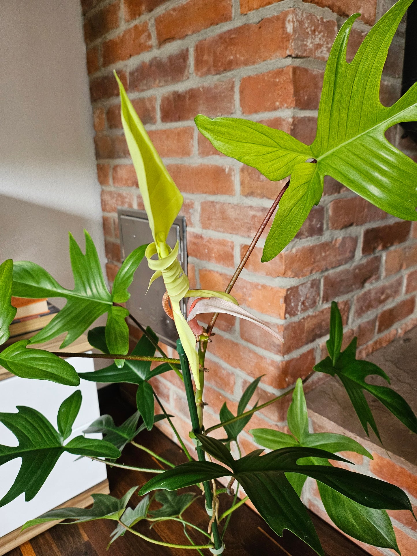 Philodendron Florida Ghost XL