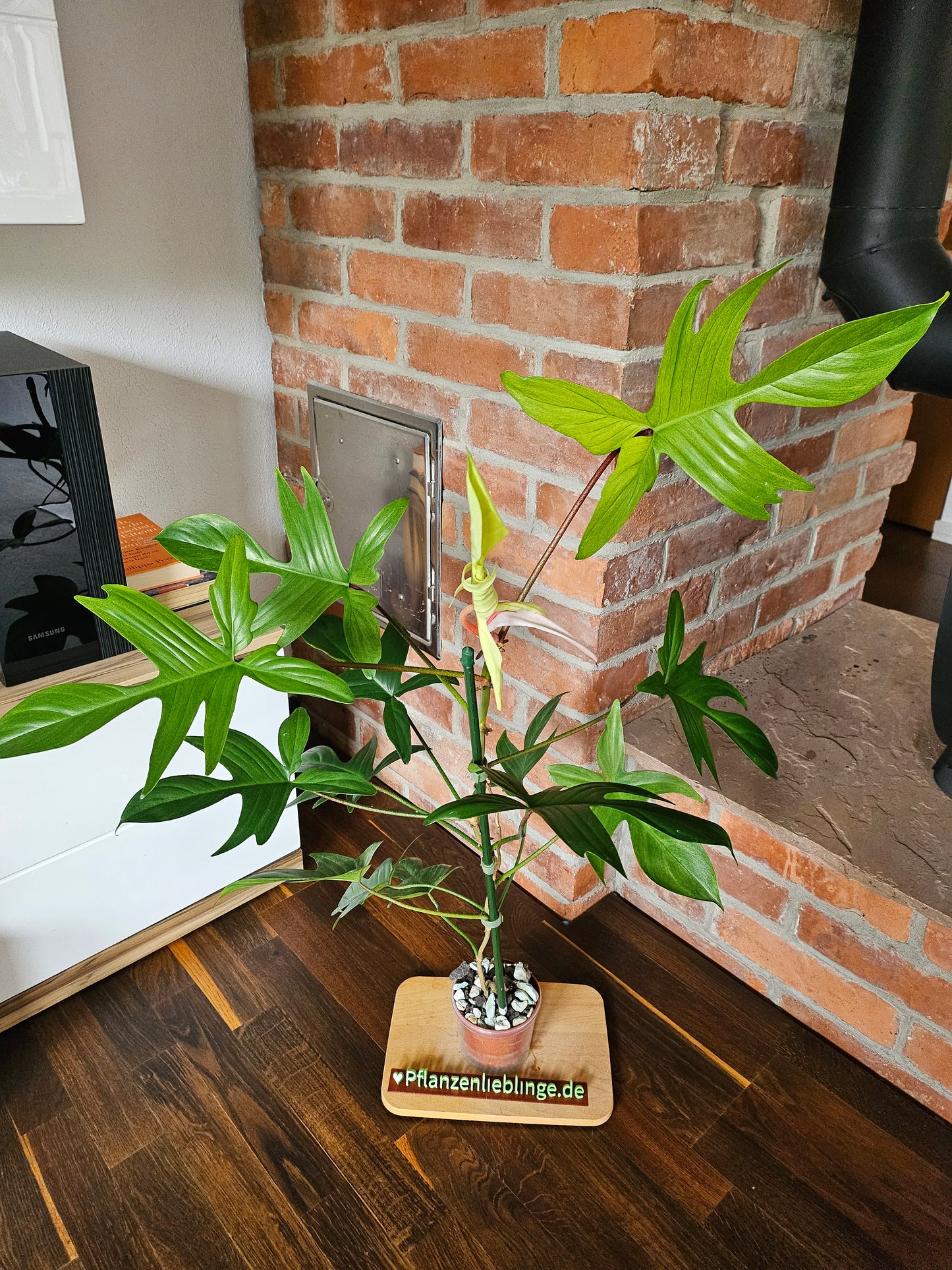 Philodendron Florida Ghost XL