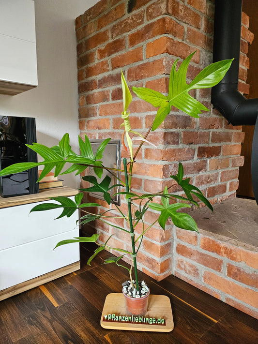 Philodendron Florida Ghost XL