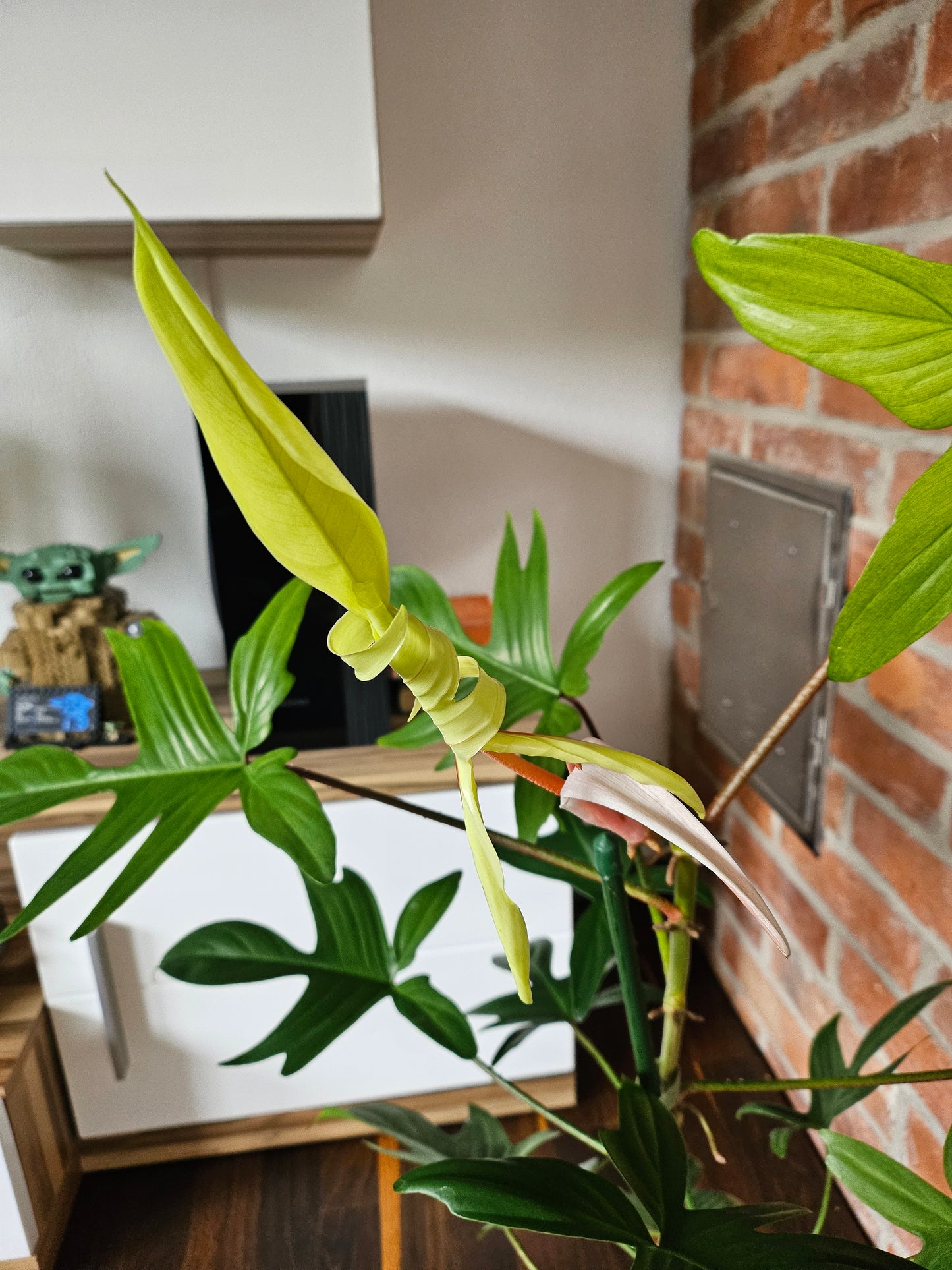 Philodendron Florida Ghost XL