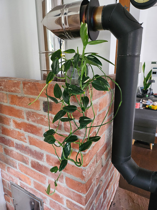 Monstera Standleyana variegata (cobra)