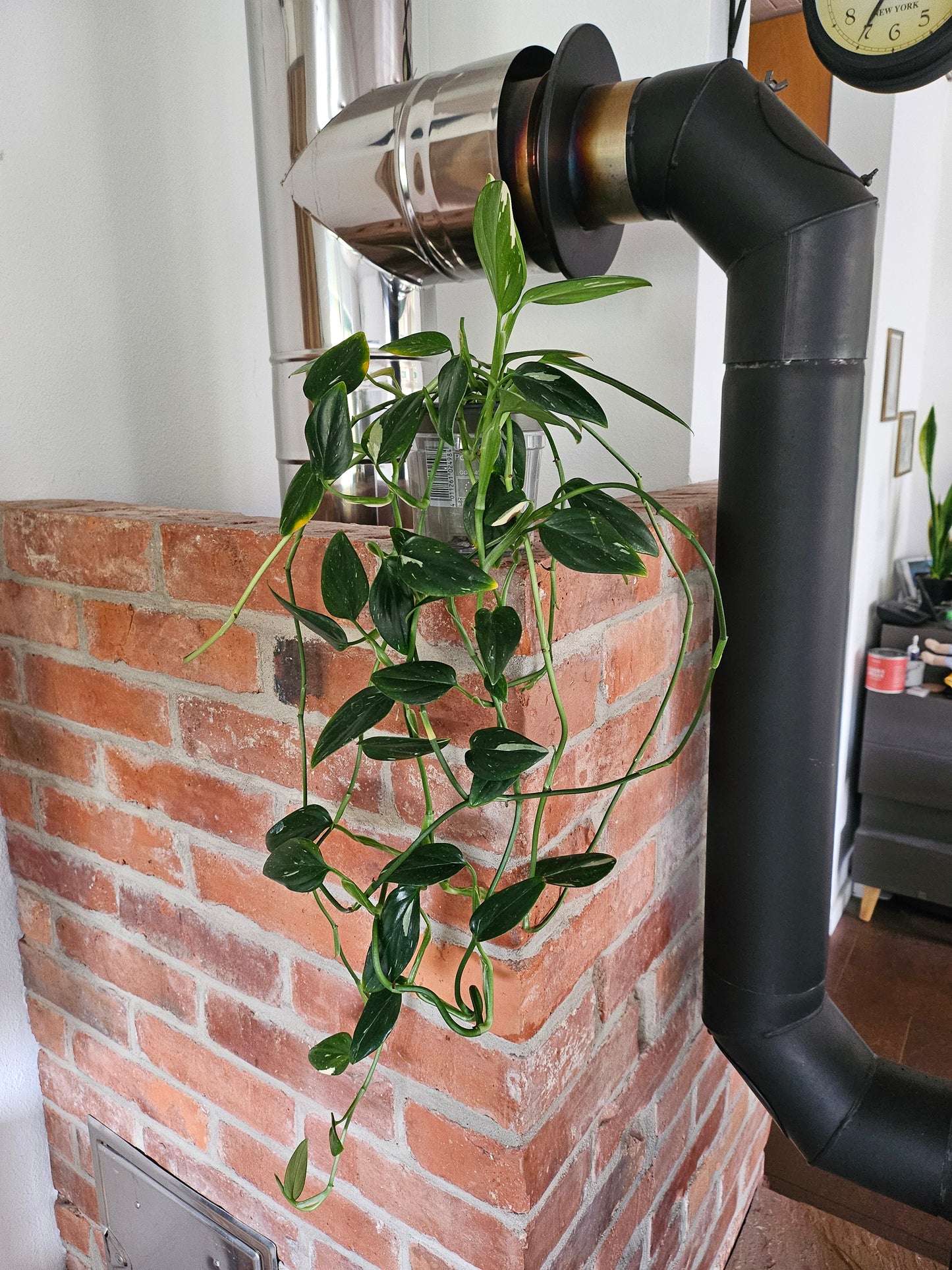 Monstera Standleyana variegata (cobra)