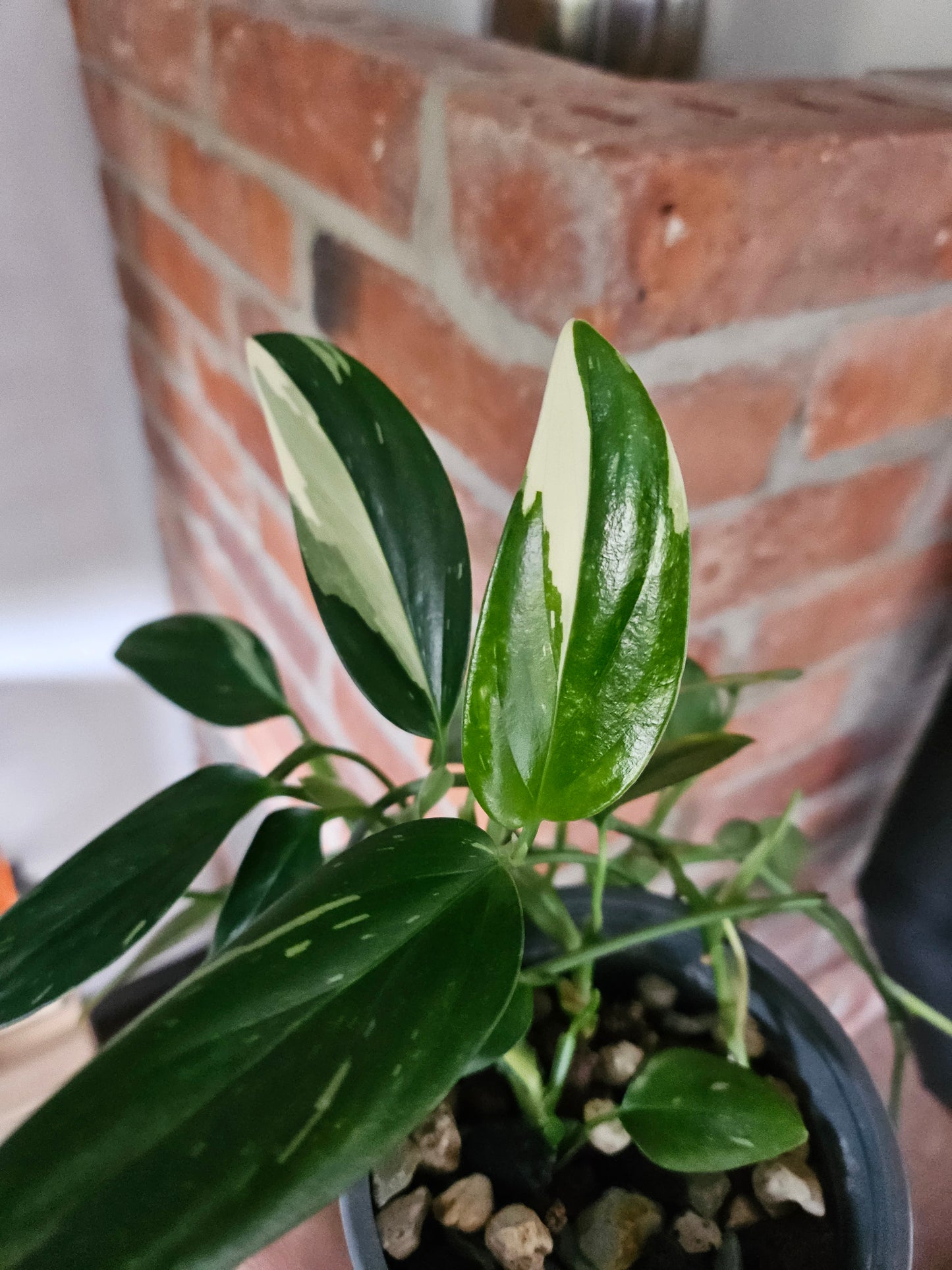 Monstera Standleyana variegata (cobra)