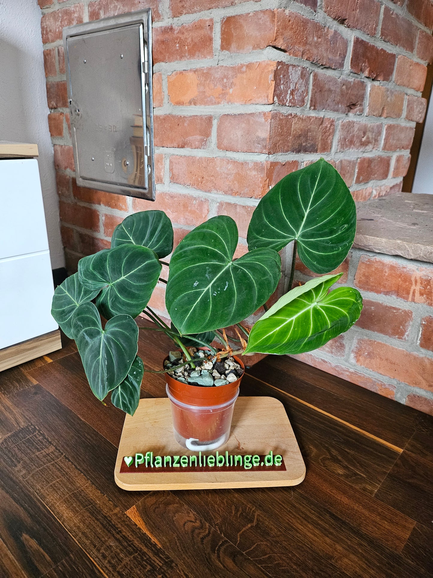 Philodendron Gloriosum