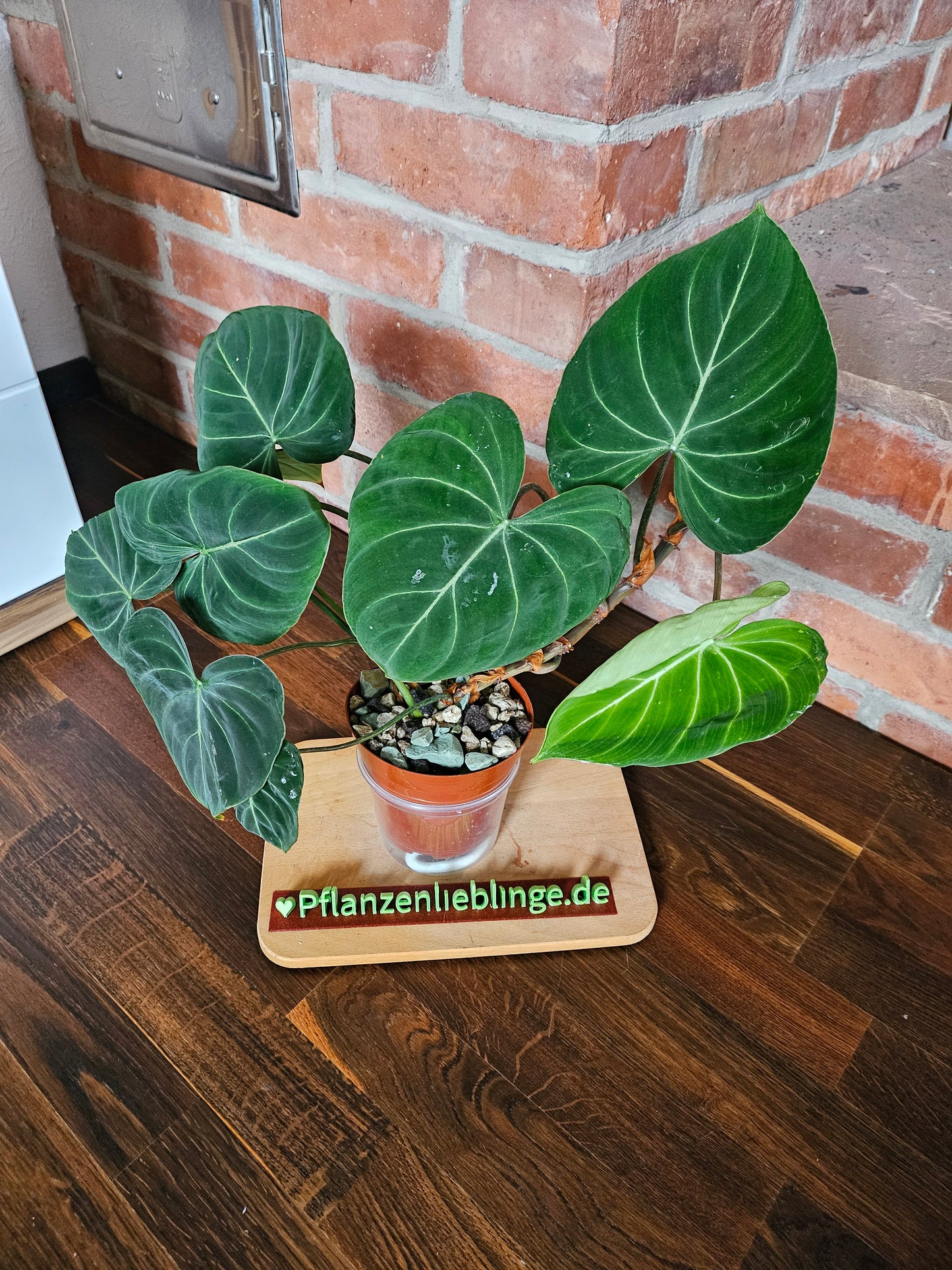 Philodendron Gloriosum