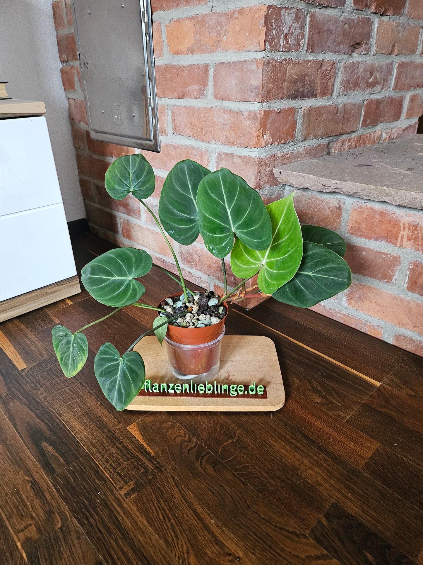 Philodendron Gloriosum