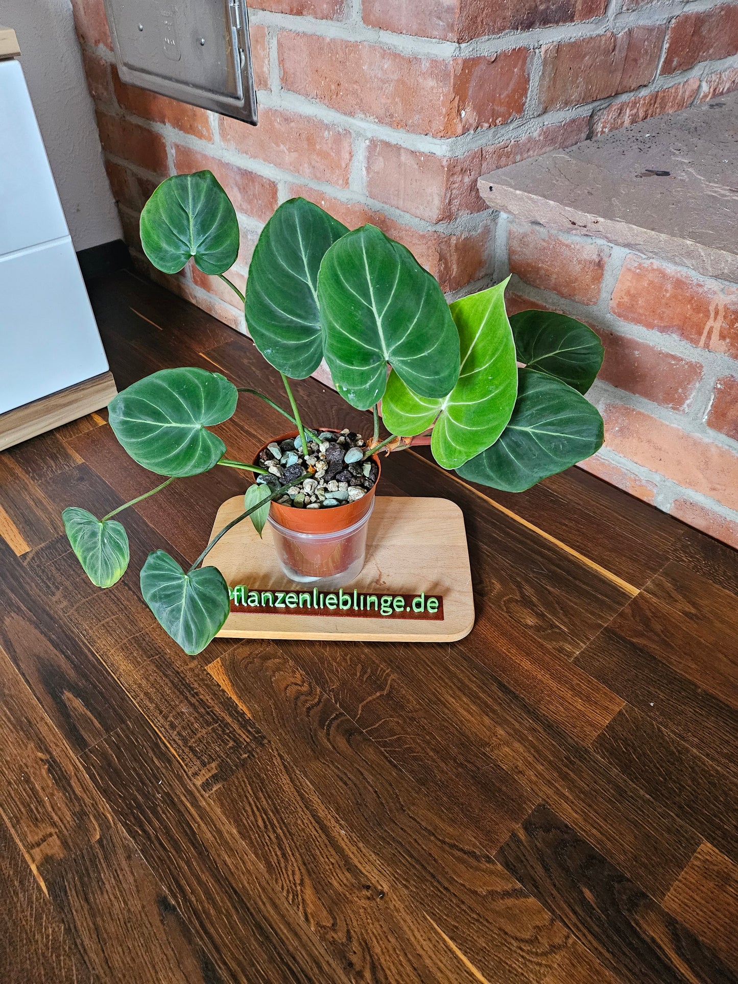 Philodendron Gloriosum