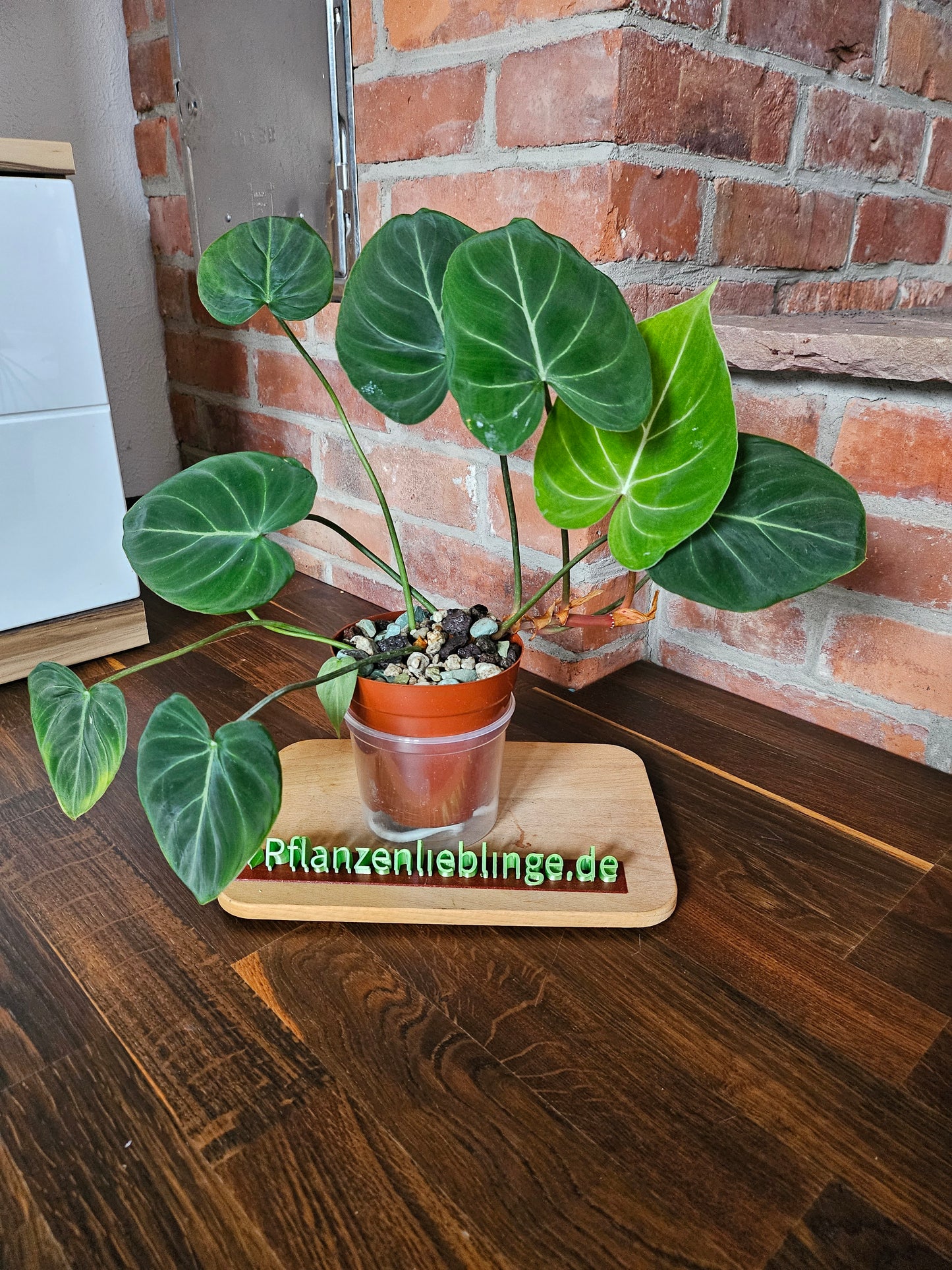 Philodendron Gloriosum
