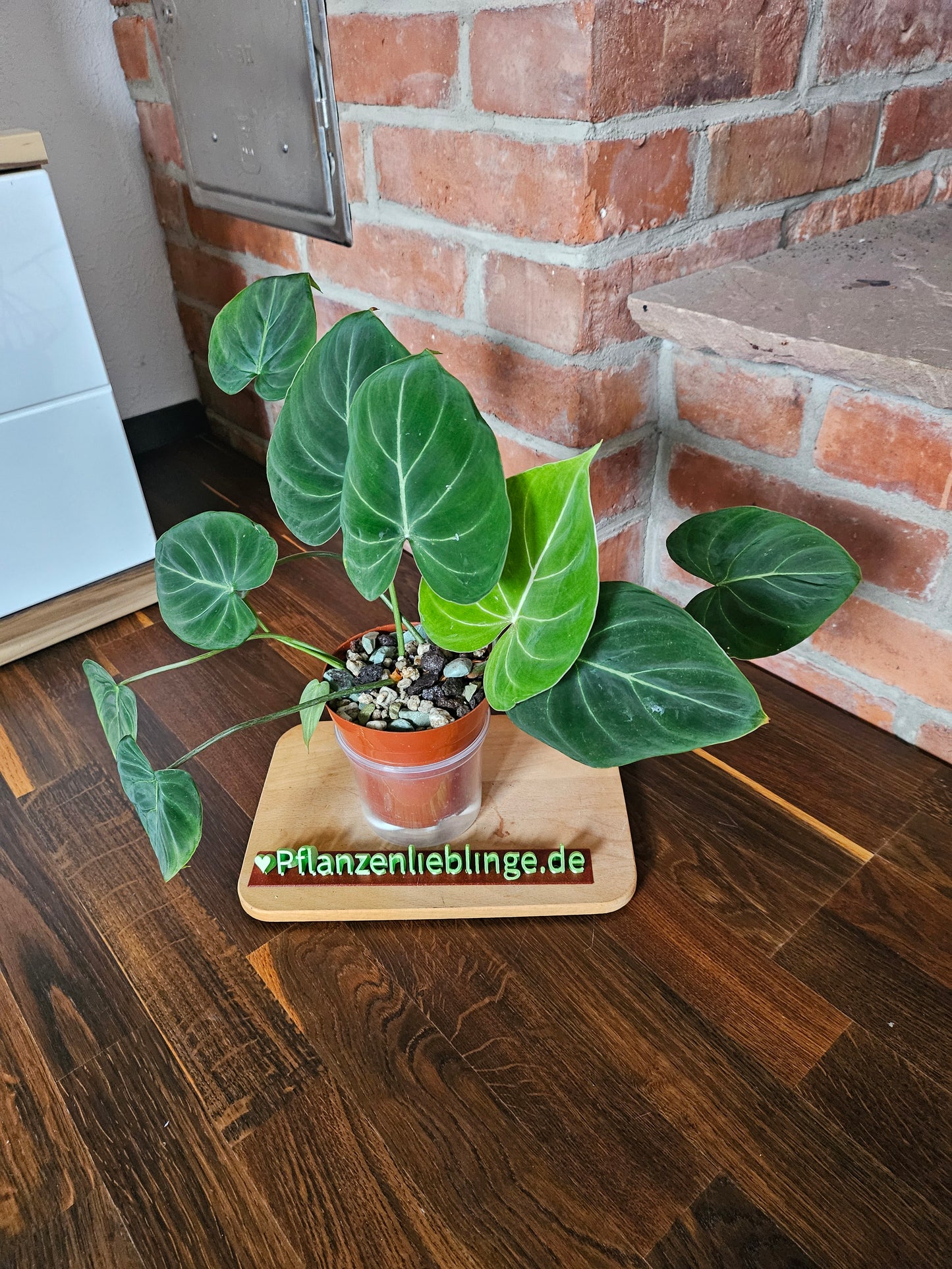 Philodendron Gloriosum