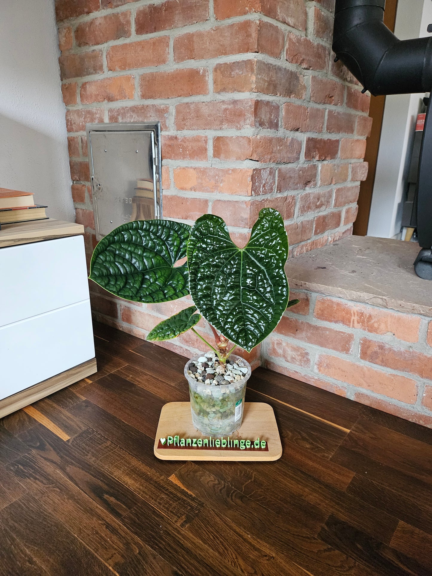 Anthurium Luxurians Gr. L