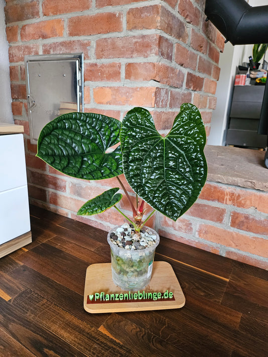 Anthurium Luxurians Gr. L