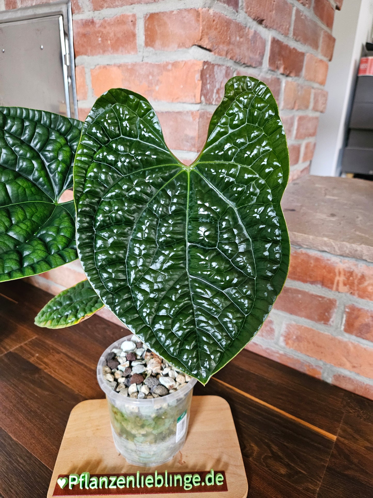 Anthurium Luxurians Gr. L