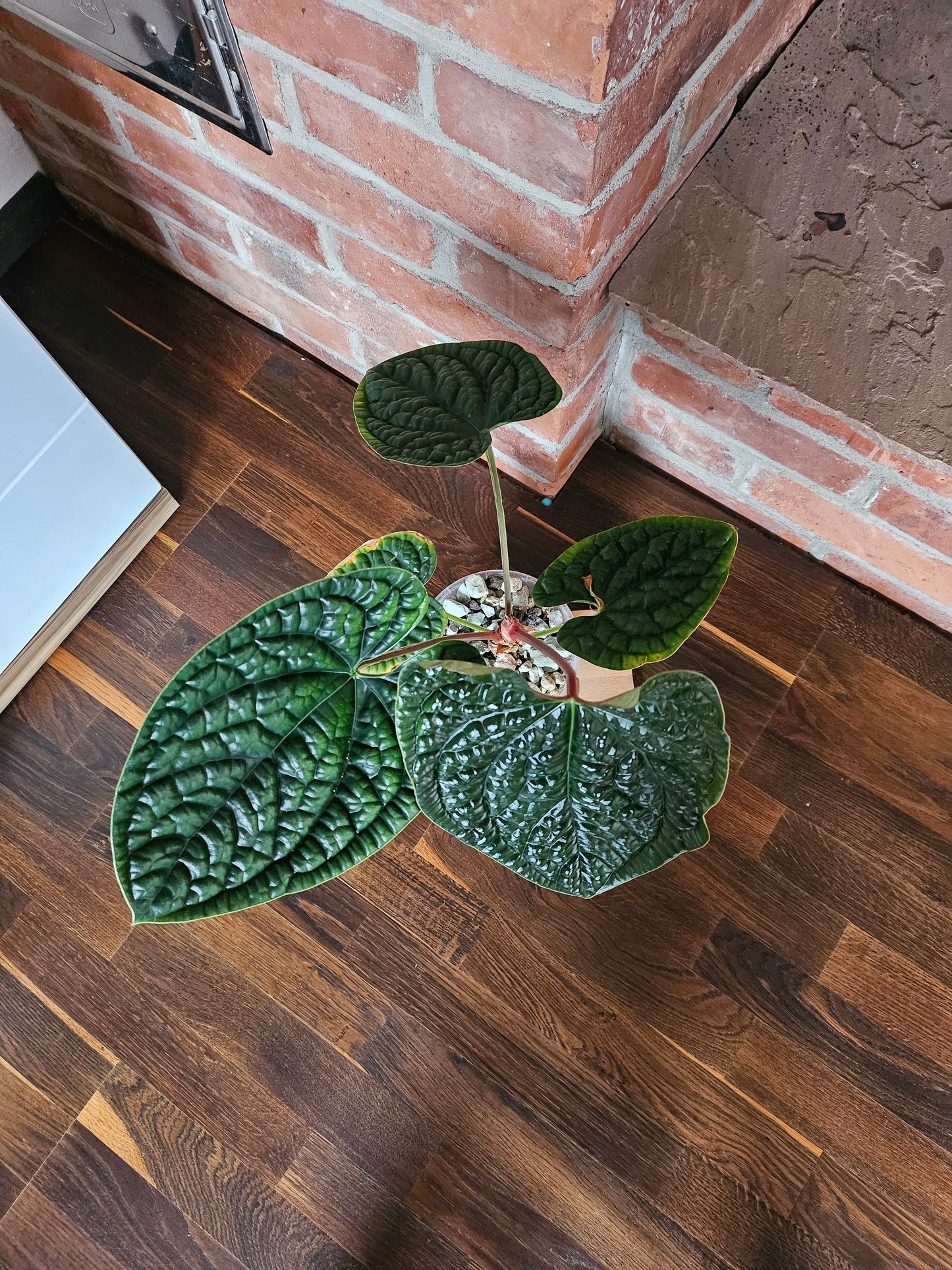 Anthurium Luxurians Gr. L