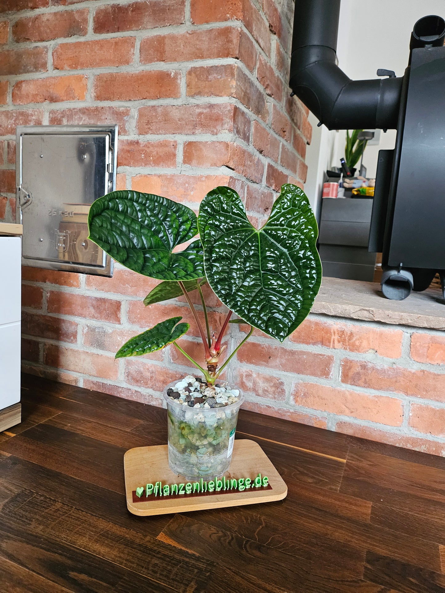 Anthurium Luxurians Gr. L