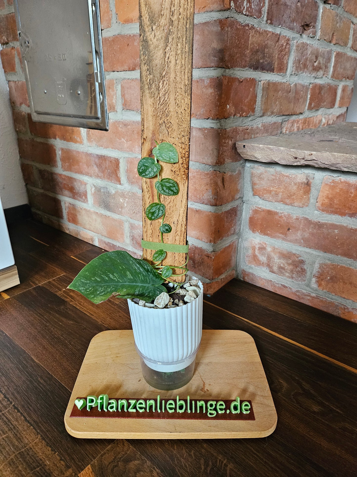 Monstera Dubia inkl. Holzbrett Topf und Substrat