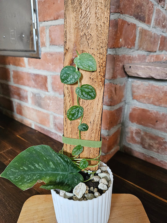 Monstera Dubia inkl. Holzbrett Topf und Substrat