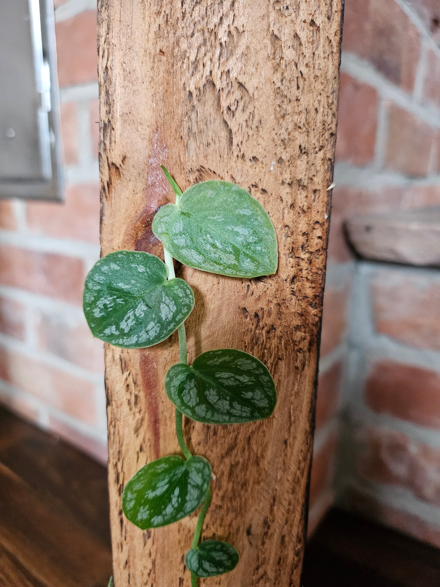 Monstera Dubia inkl. Holzbrett Topf und Substrat