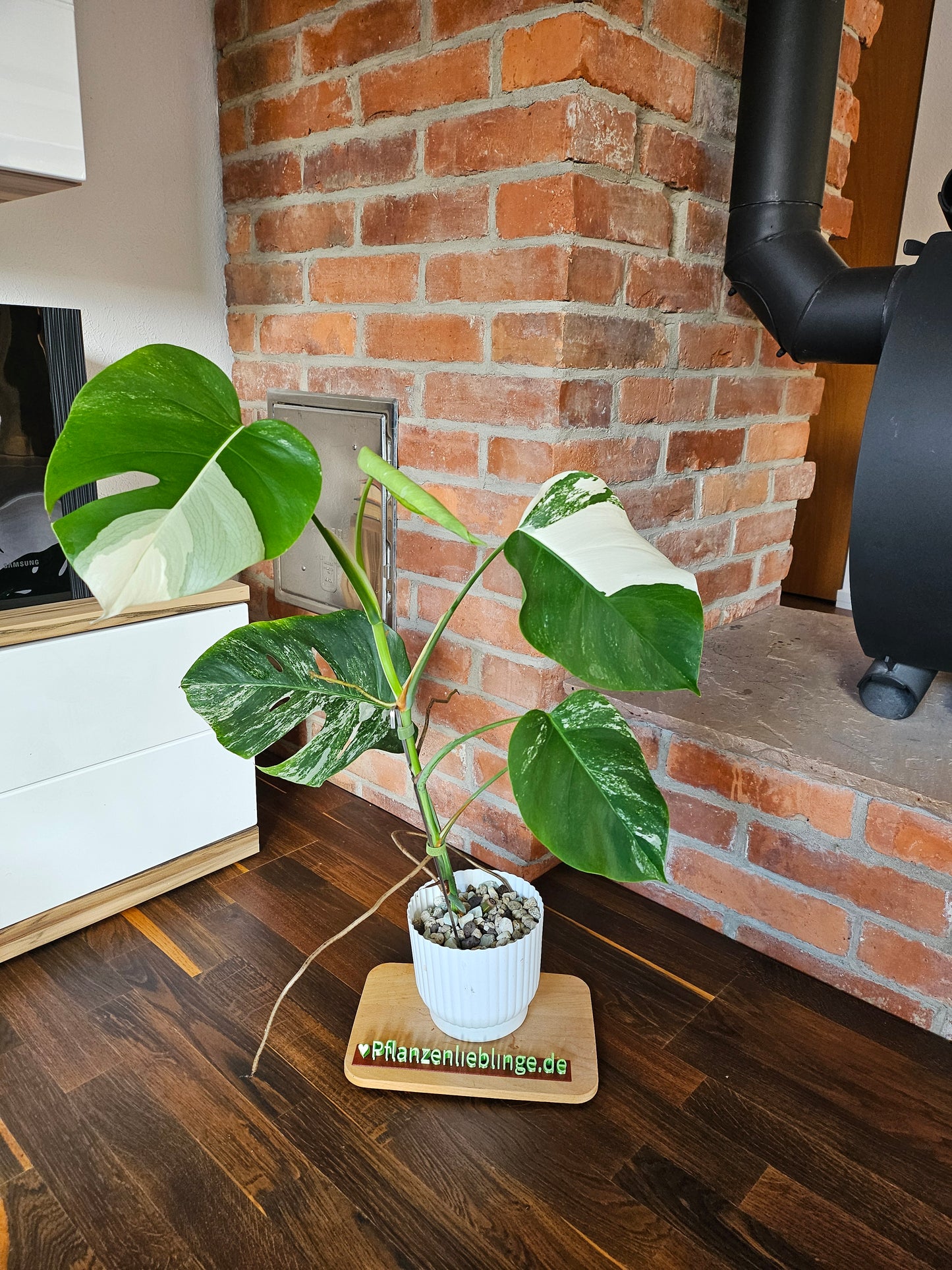 Monstera Deliciosa variegata Pflanze mit tollem Weißanteil