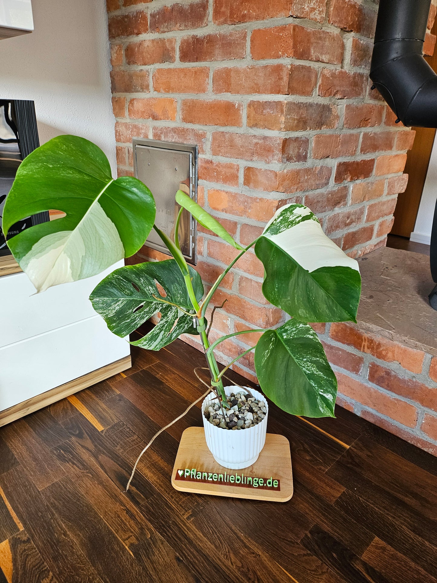 Monstera Deliciosa variegata Pflanze mit tollem Weißanteil