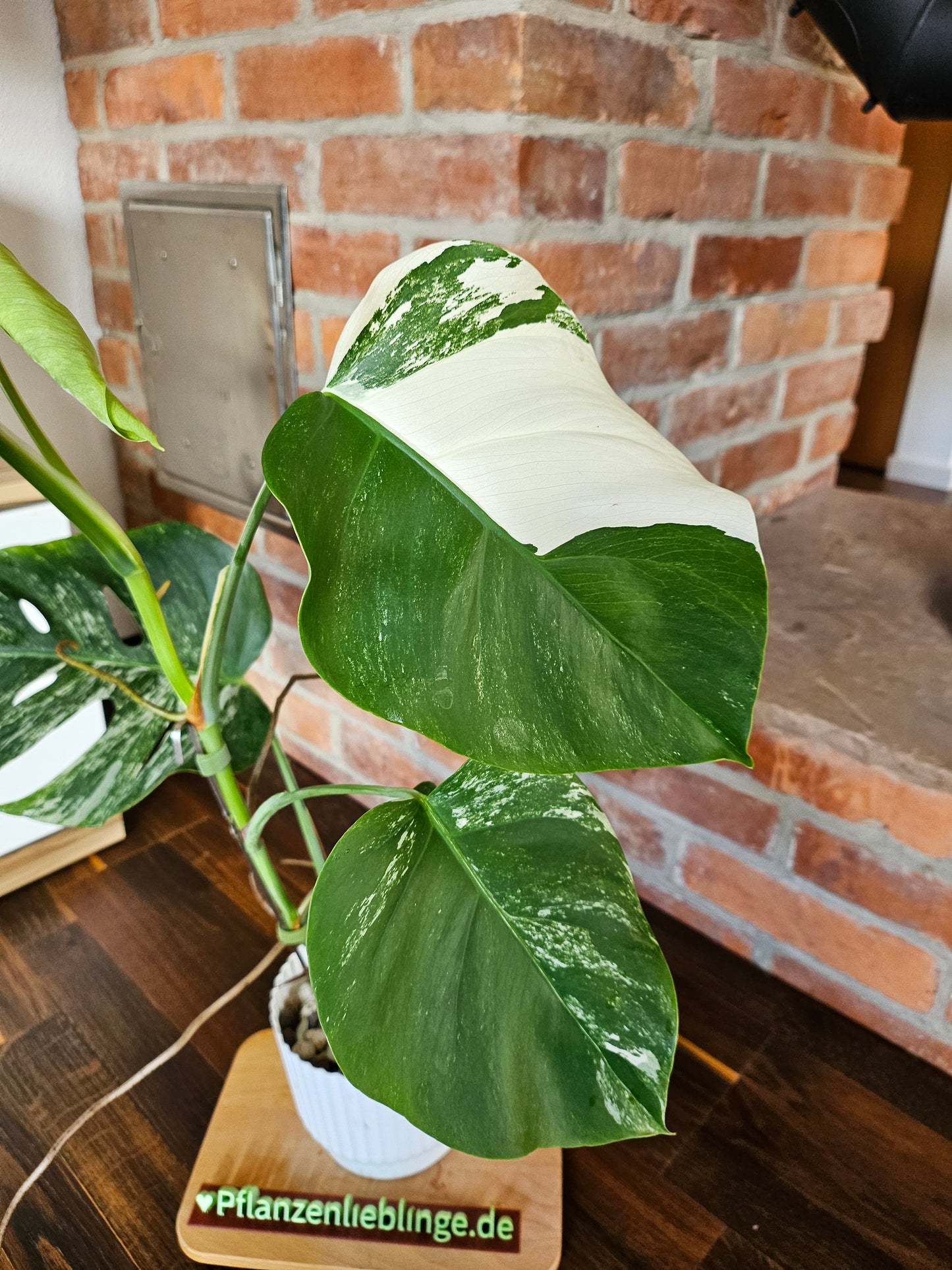 Monstera Deliciosa variegata Pflanze mit tollem Weißanteil