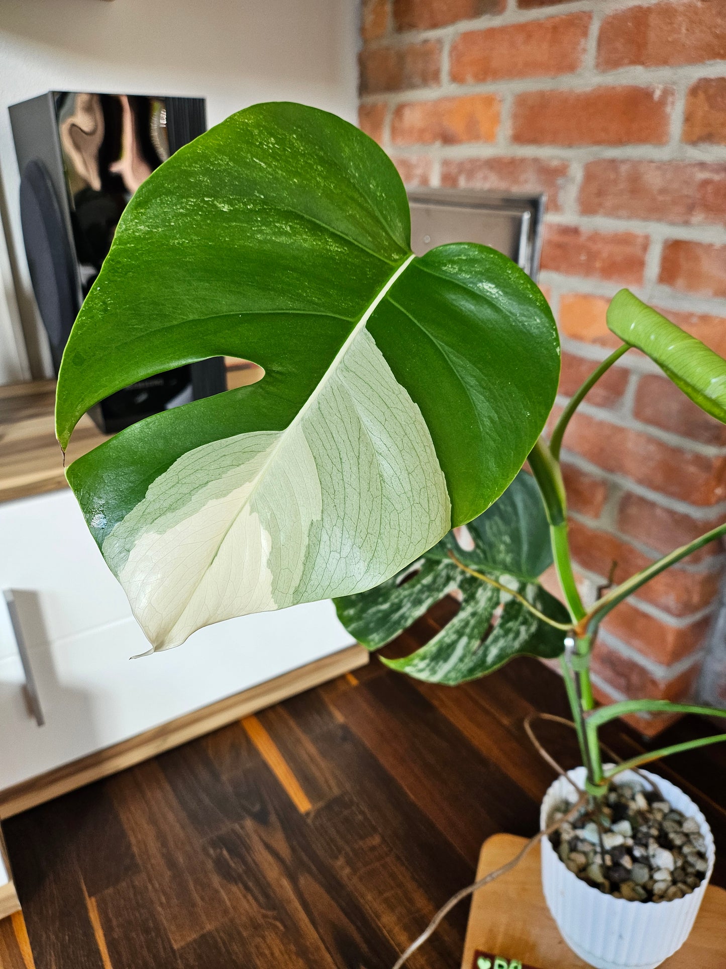 Monstera Deliciosa variegata Pflanze mit tollem Weißanteil