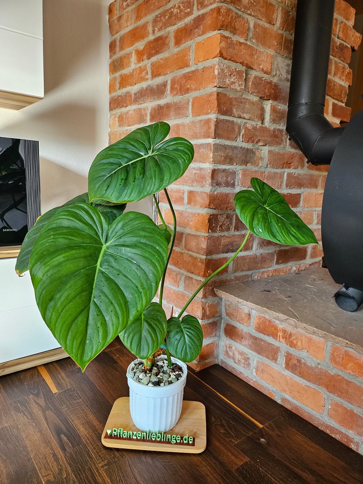 Philodendron Pastazanum XXL Pflanze