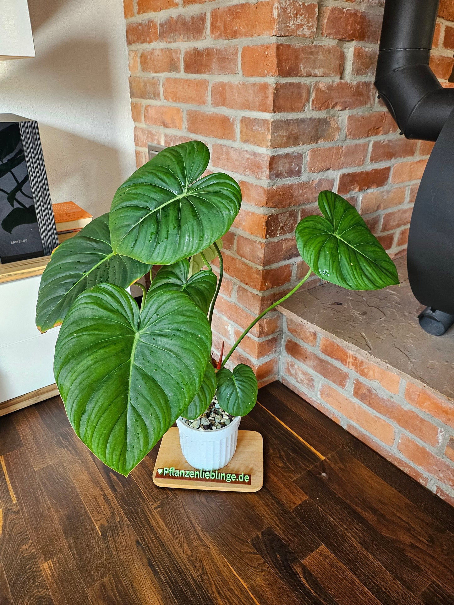 Philodendron Pastazanum XXL Pflanze
