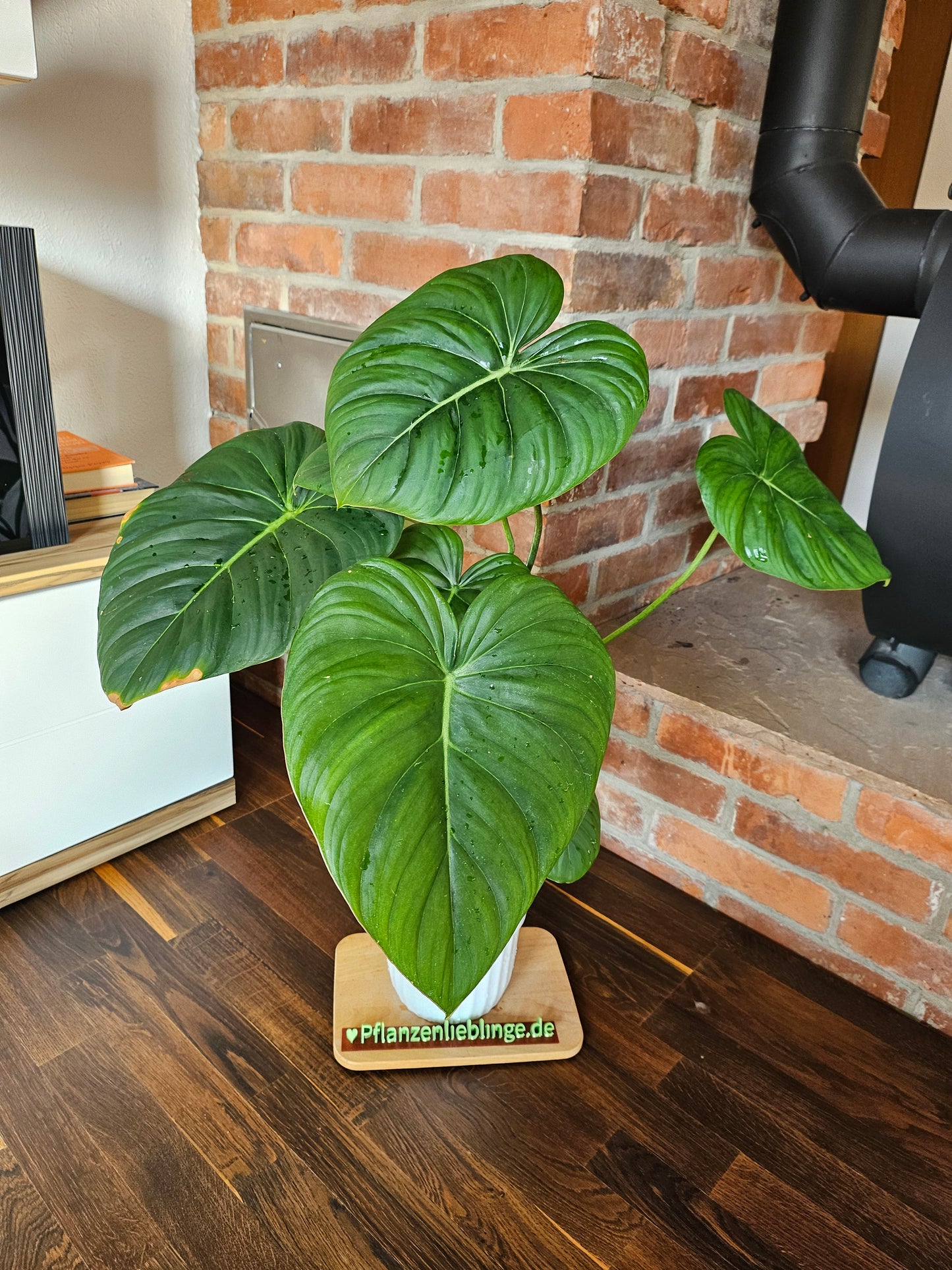 Philodendron Pastazanum XXL Pflanze
