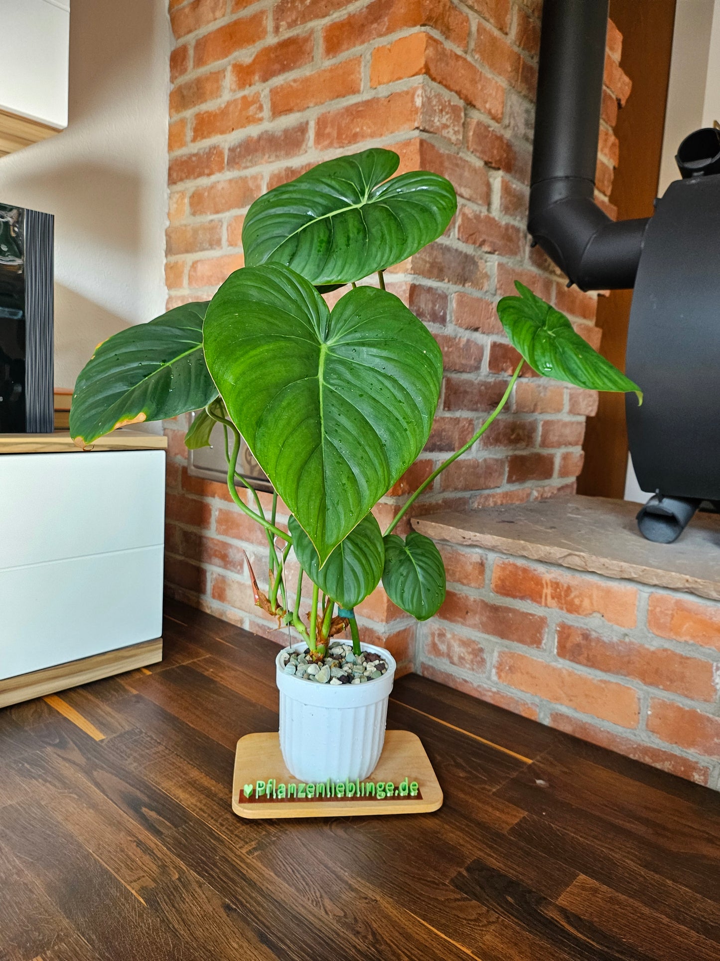 Philodendron Pastazanum XXL Pflanze