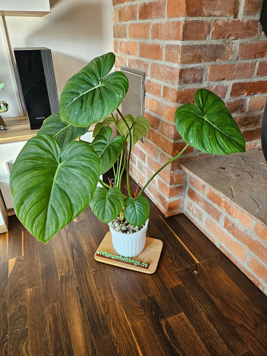 Philodendron Pastazanum XXL Pflanze