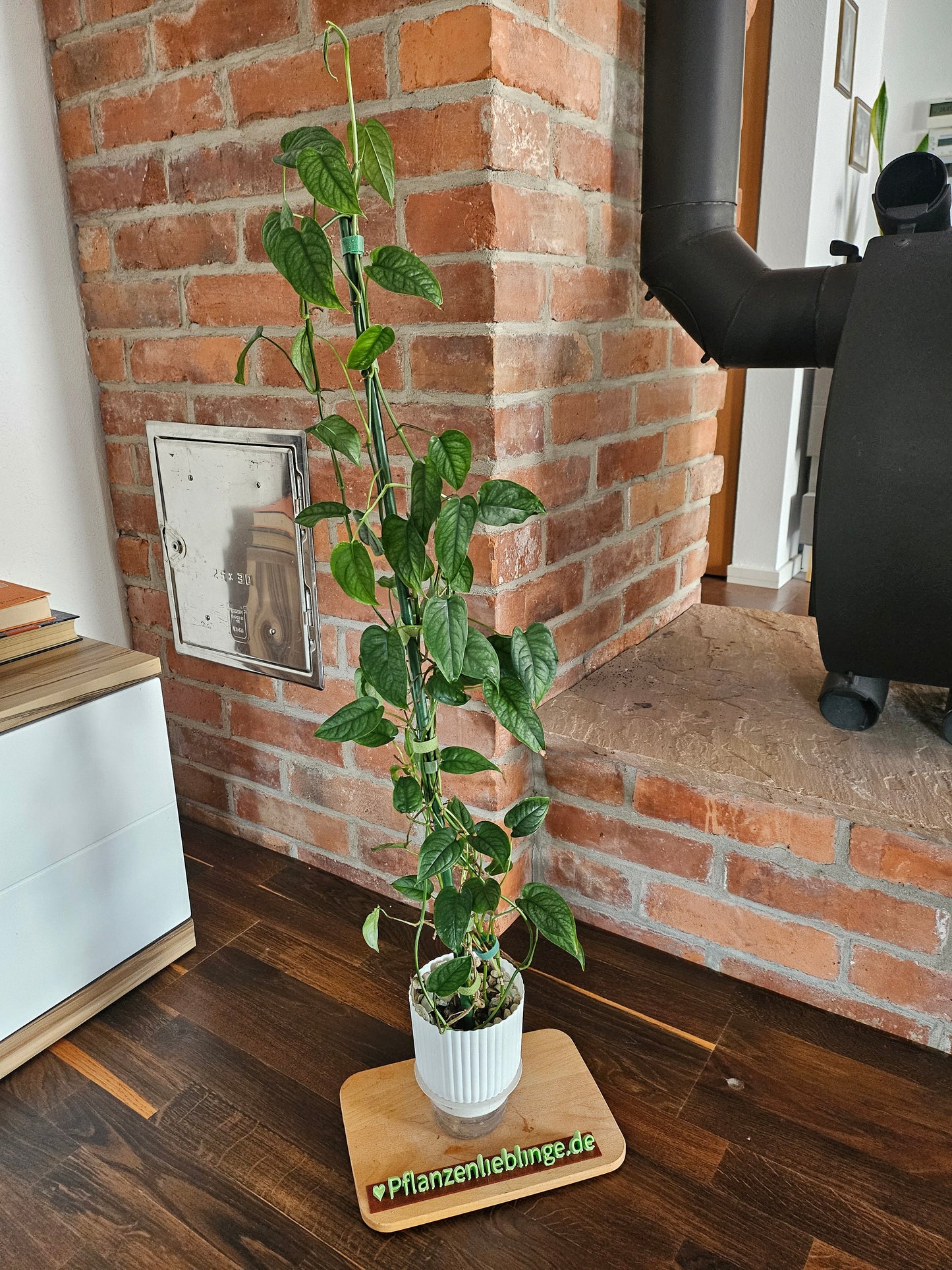 Monstera Siltepecana große Pflanze