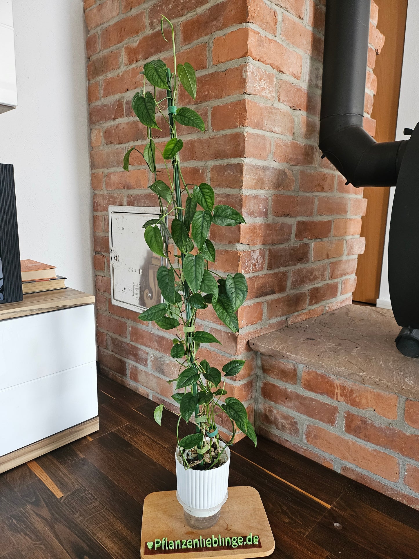 Monstera Siltepecana große Pflanze