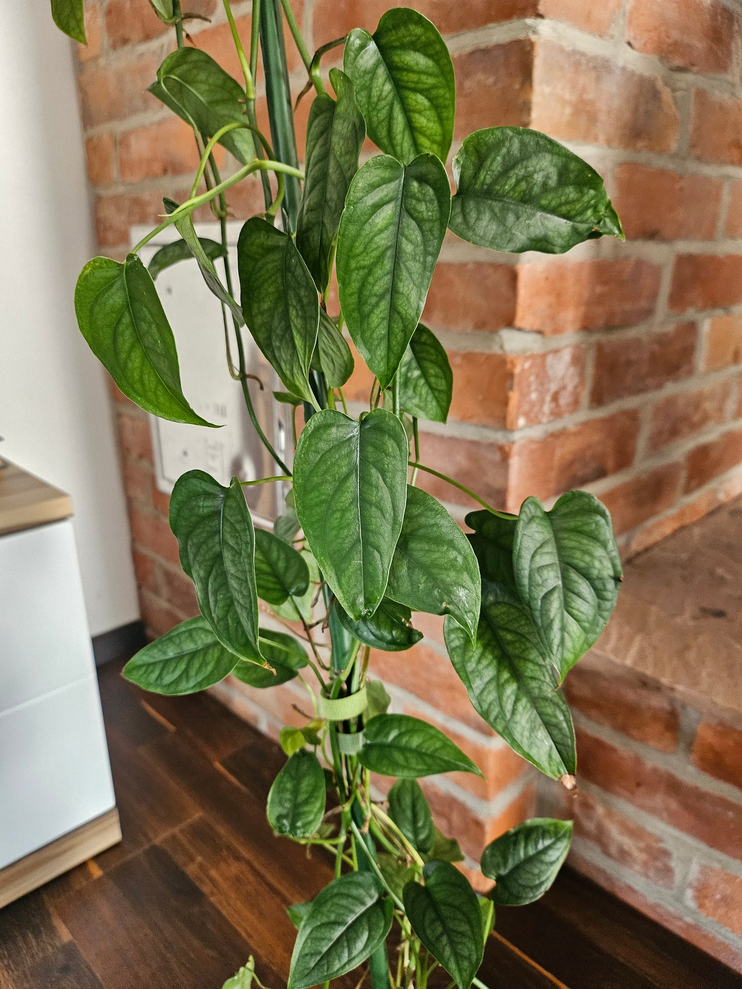 Monstera Siltepecana große Pflanze