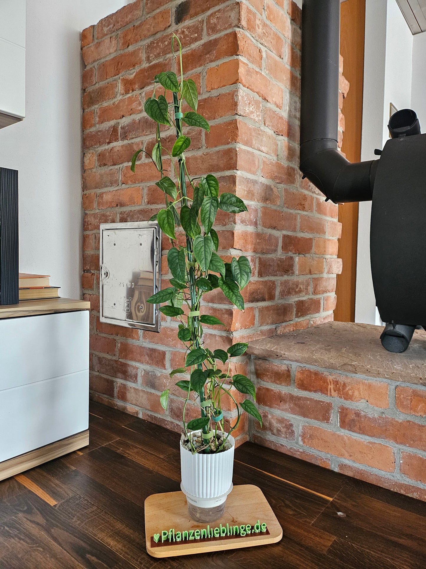 Monstera Siltepecana große Pflanze