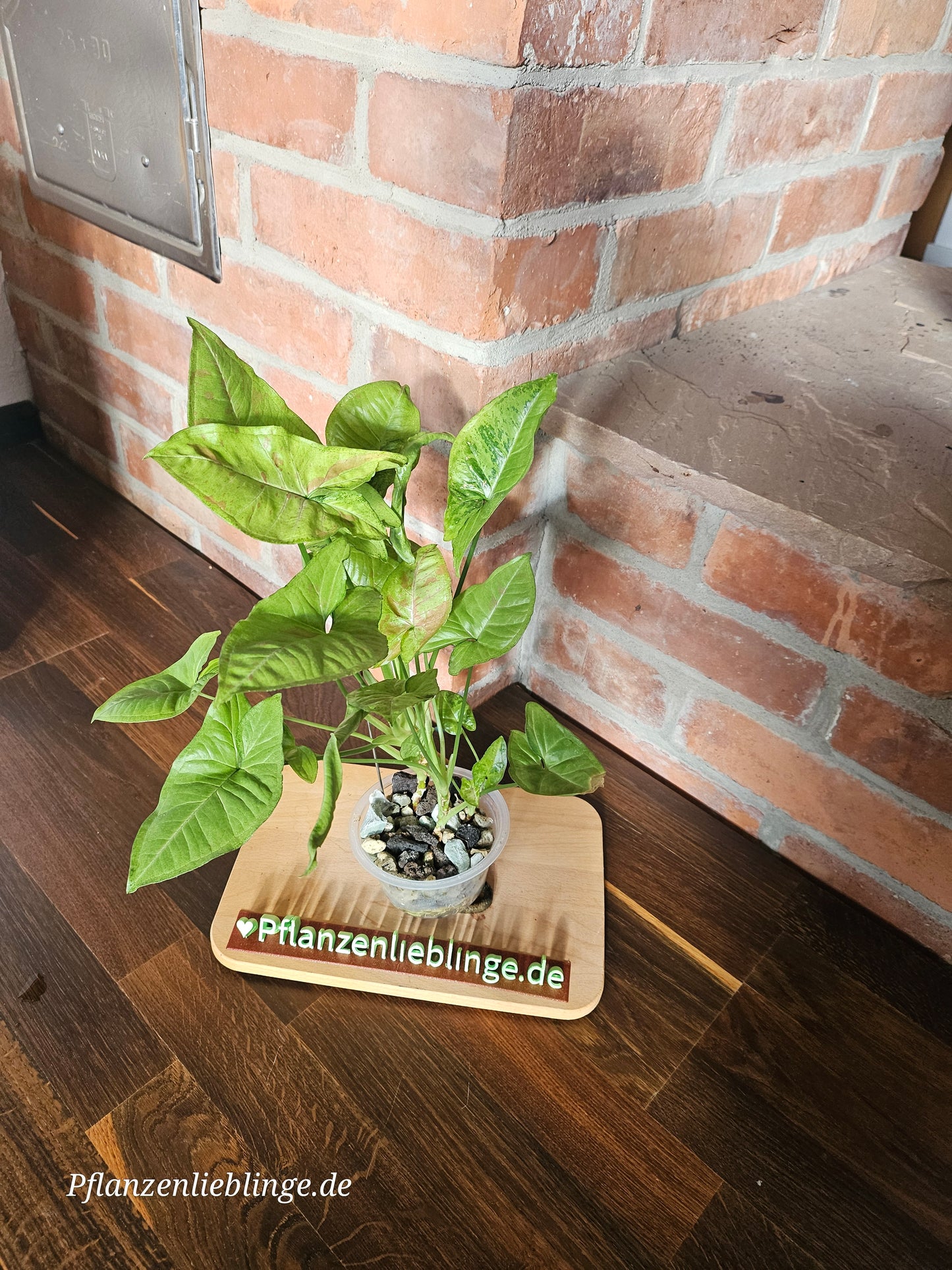 Syngonium confetti tricolor Pflanze