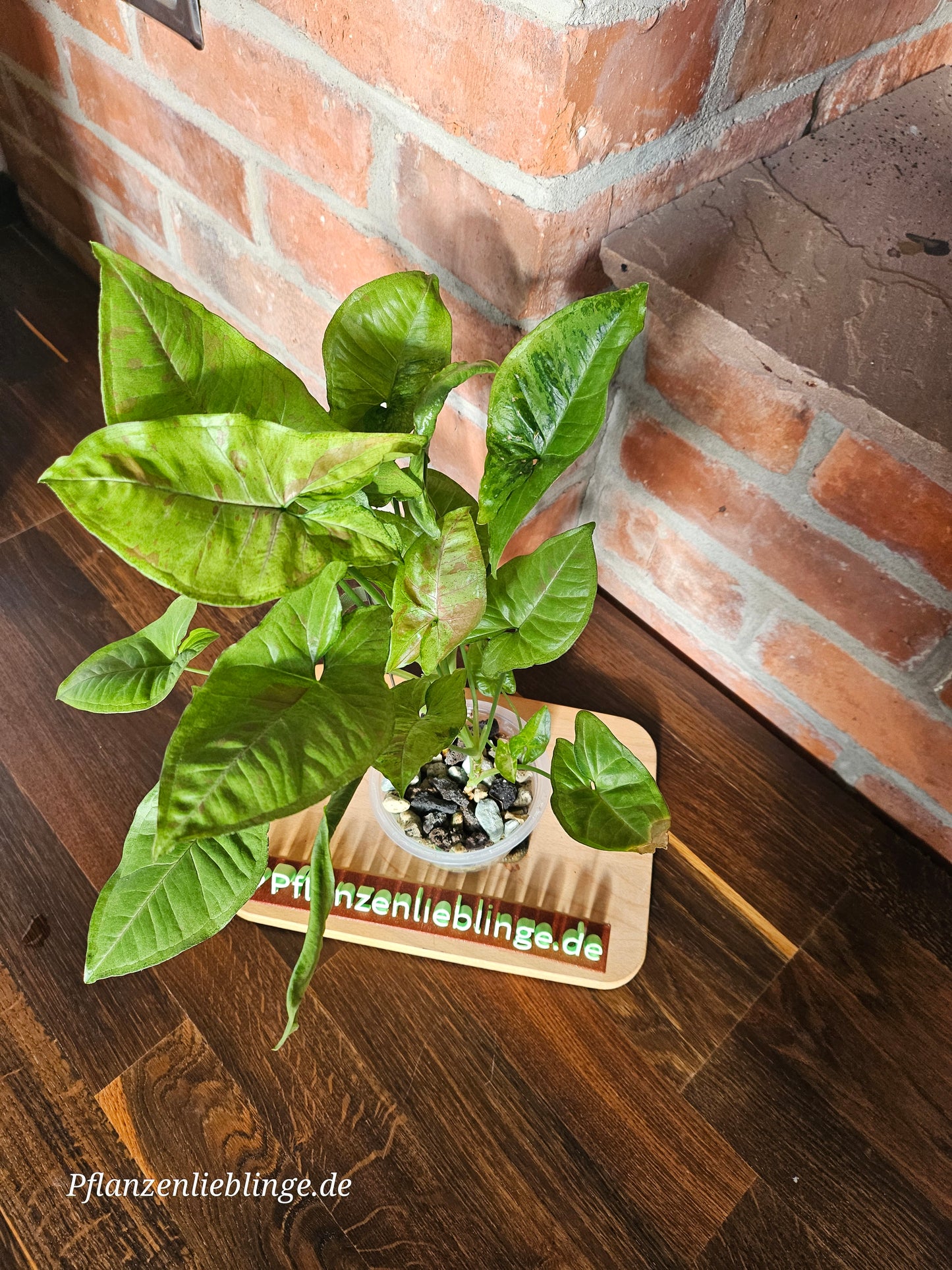 Syngonium confetti tricolor Pflanze