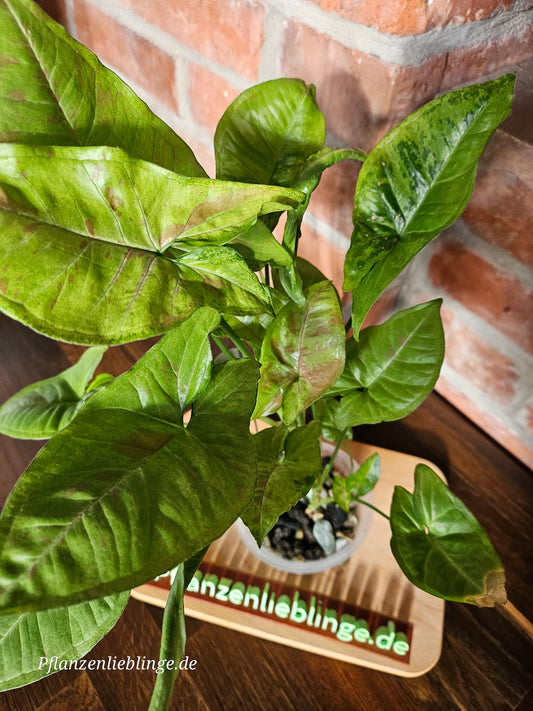 Syngonium confetti tricolor Pflanze