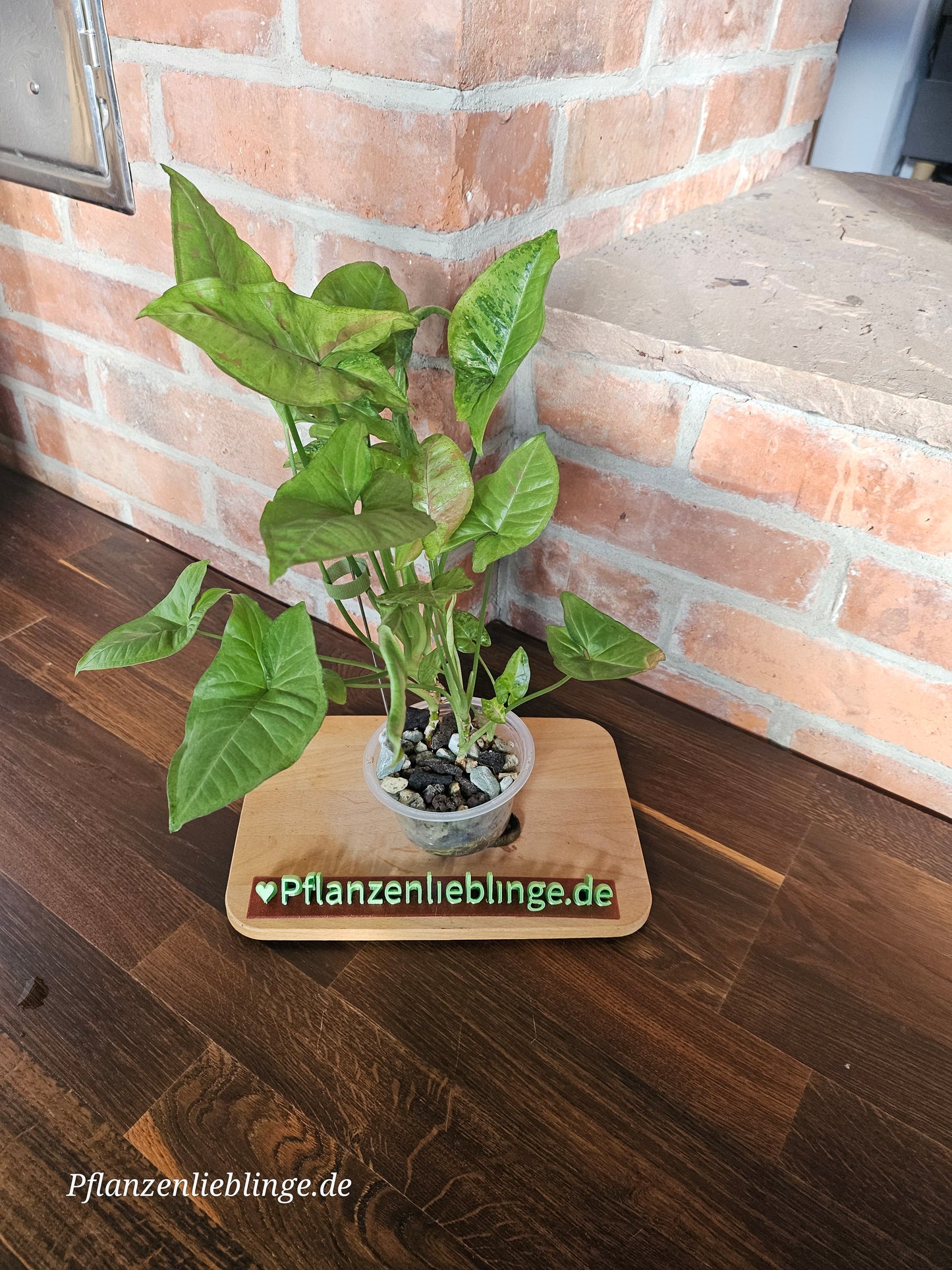 Syngonium confetti tricolor Pflanze