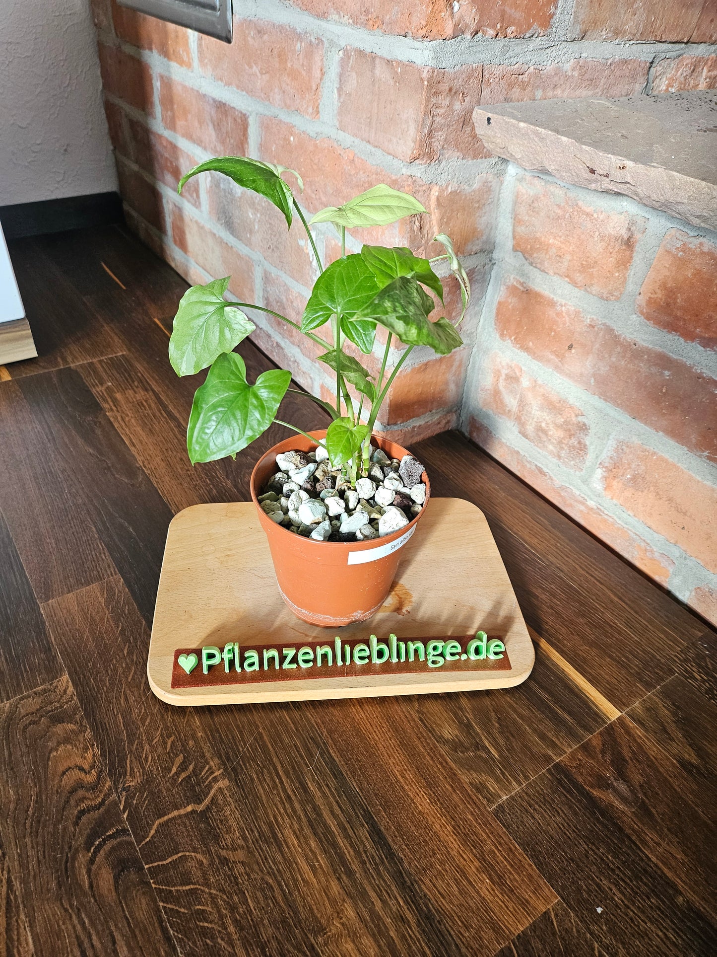 Syngonium albo variegata Pflanze