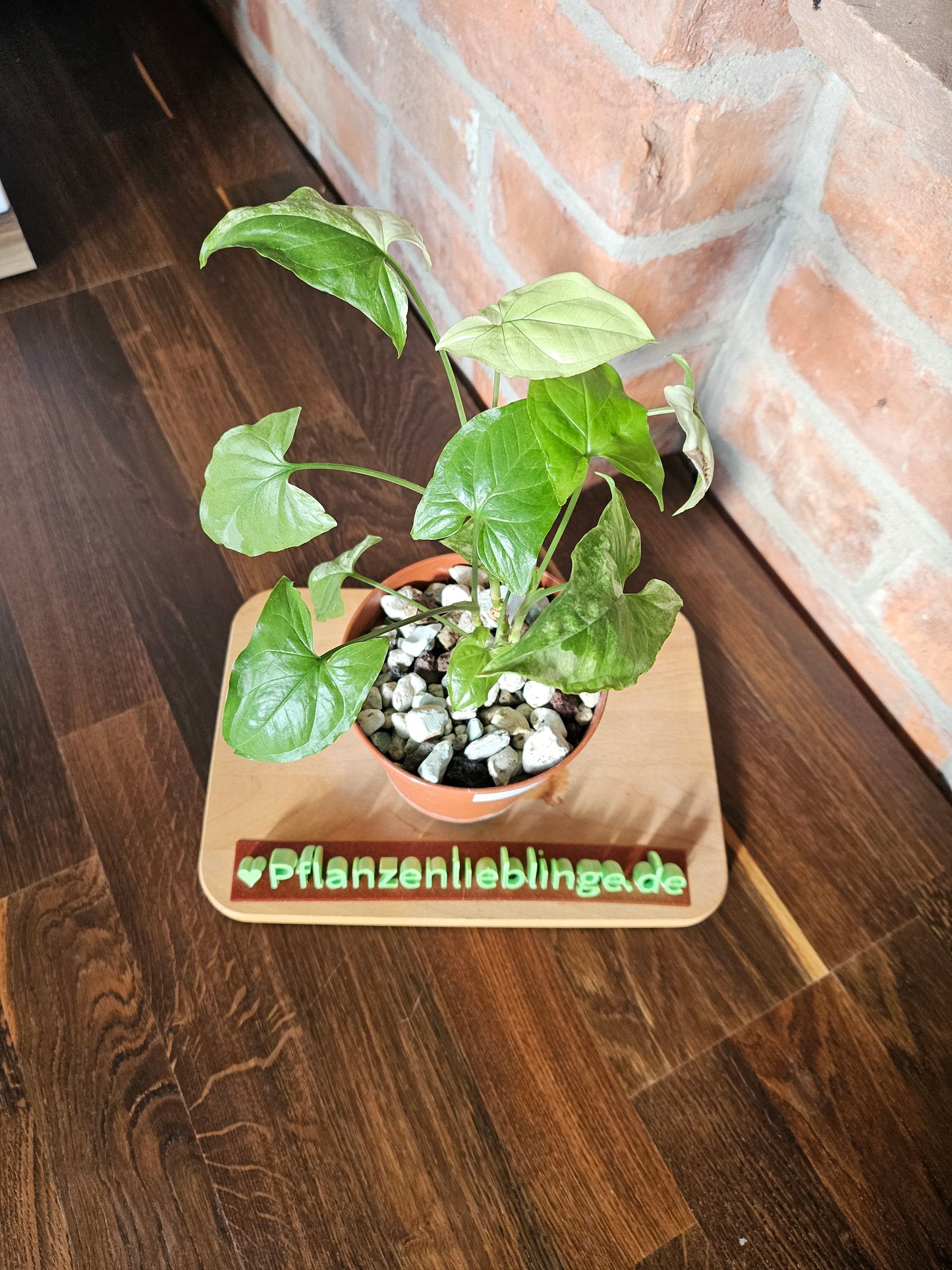 Syngonium albo variegata Pflanze