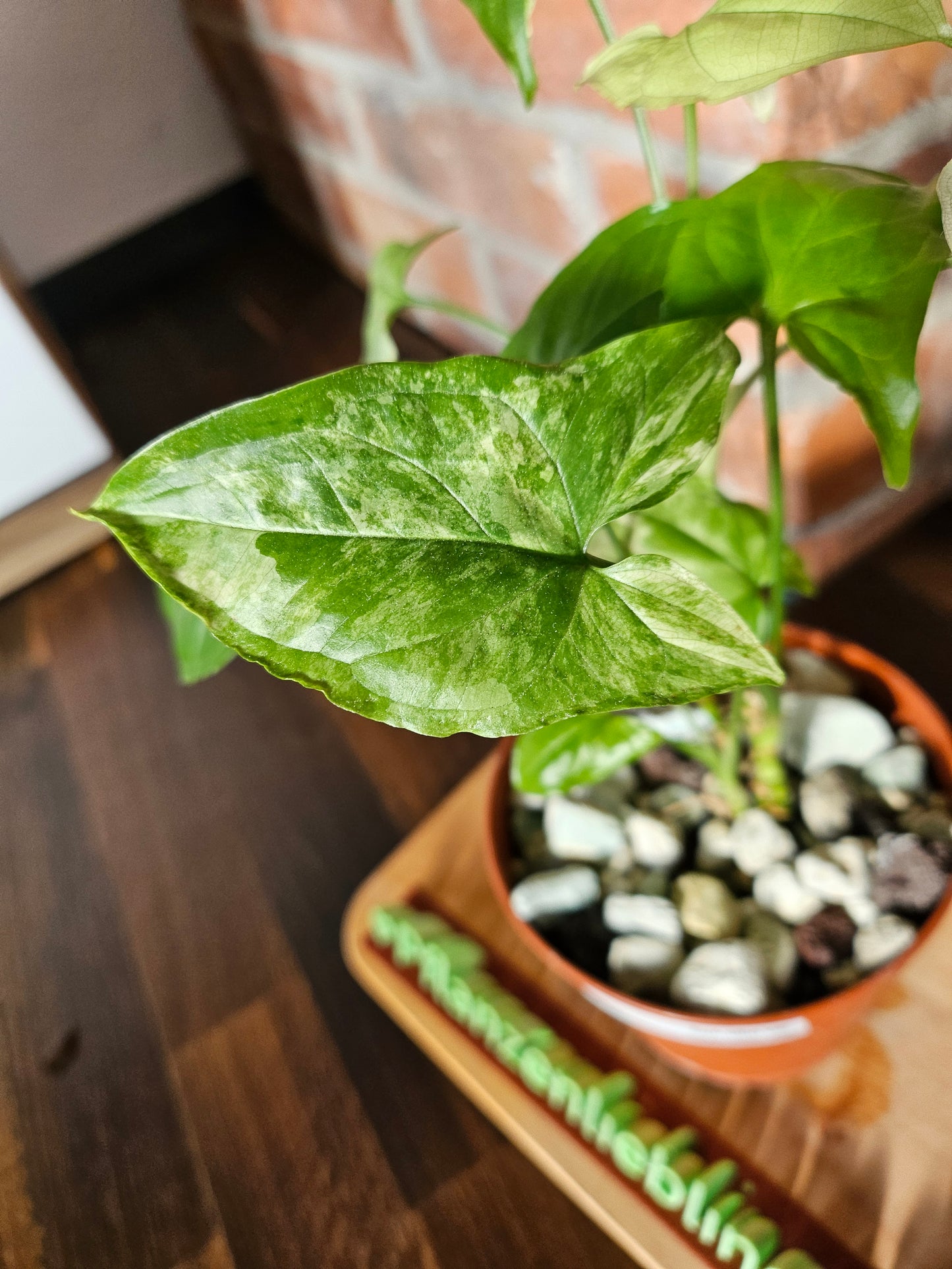 Syngonium albo variegata Pflanze