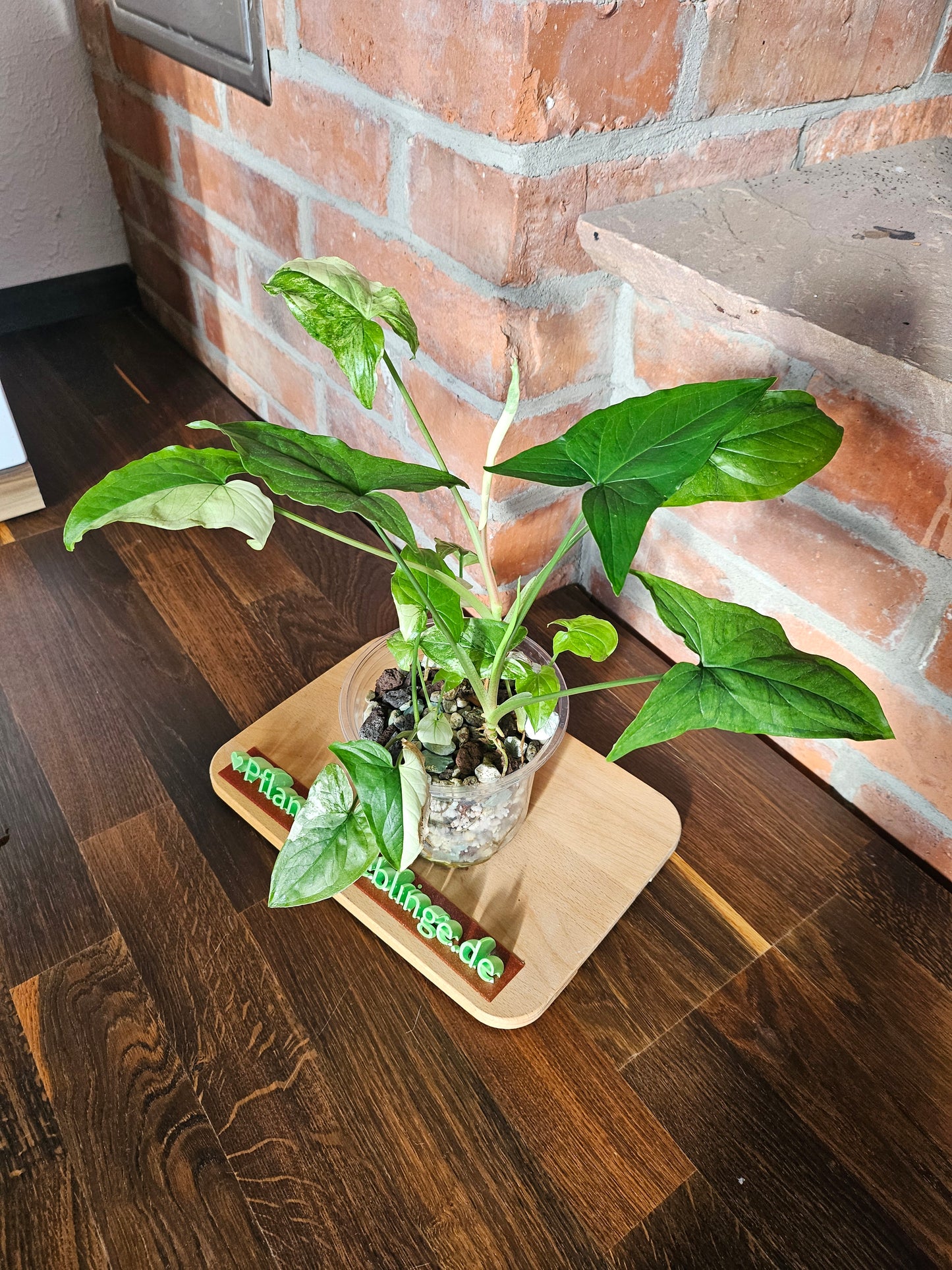 Syngonium albo variegata Pflanze