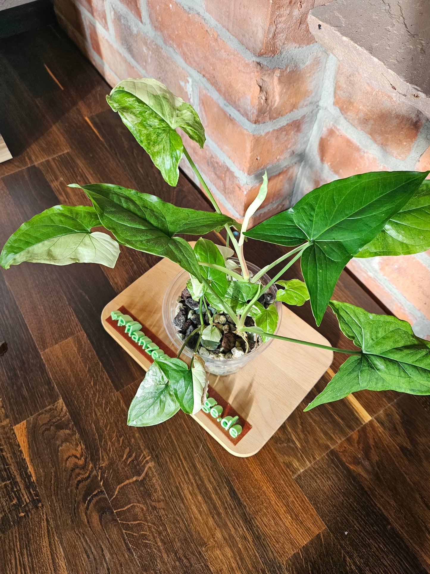 Syngonium albo variegata Pflanze